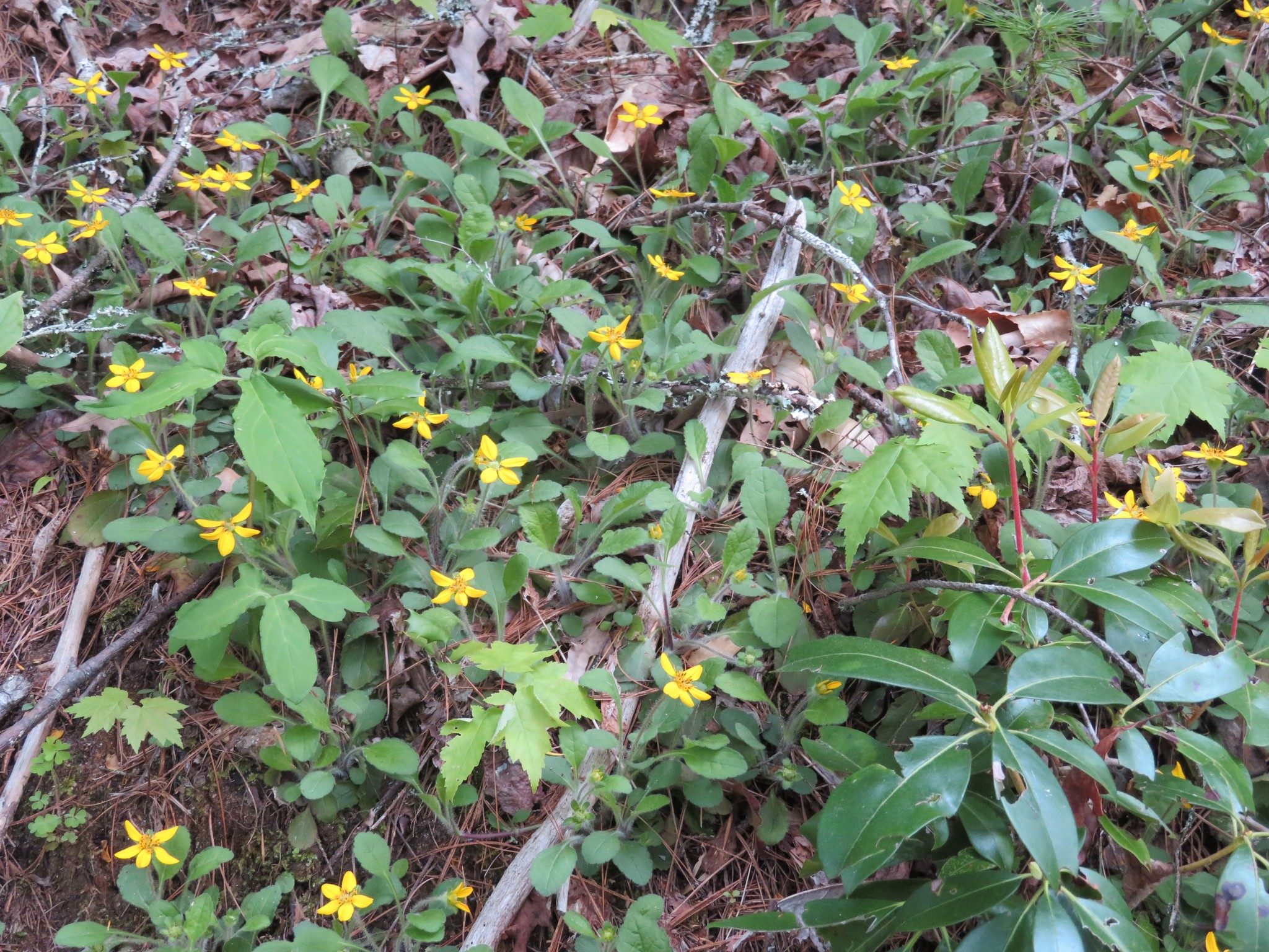 Green and Gold (Chrysogonum virginianum)