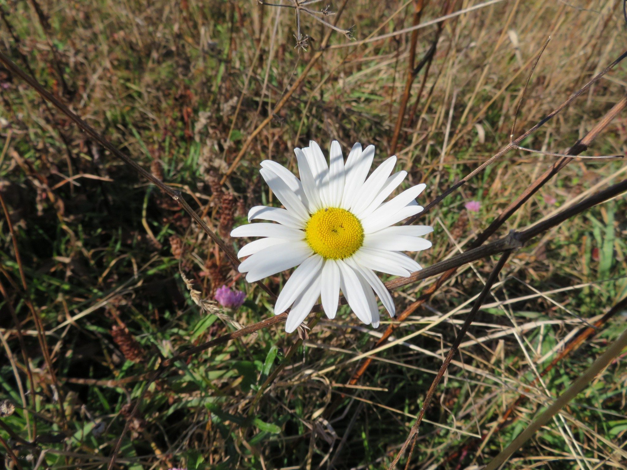 Oxeye Daisy (Chrysanthemum leucanthemum)