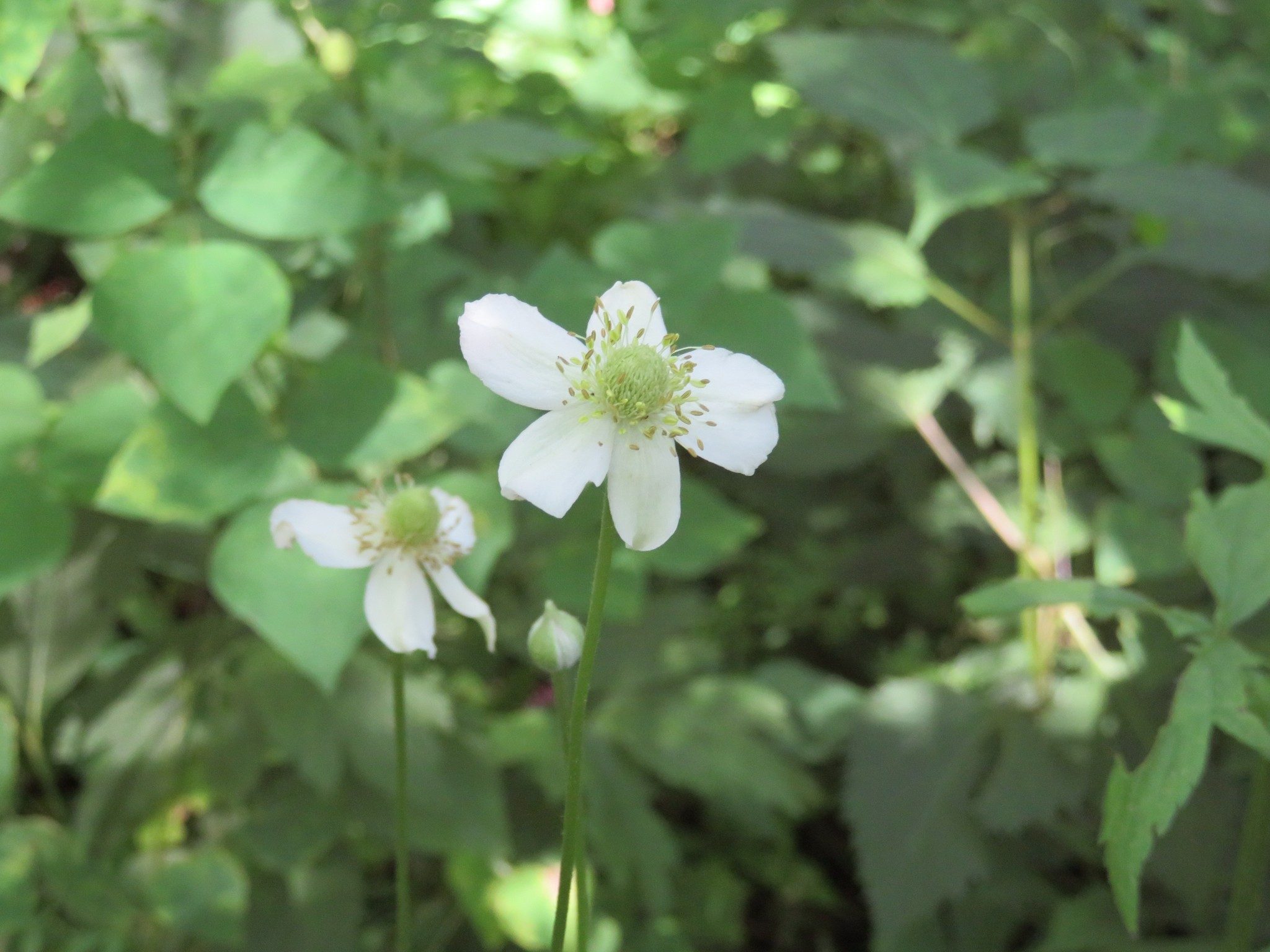 Tall Thimbleweed (Anemone virginiana)