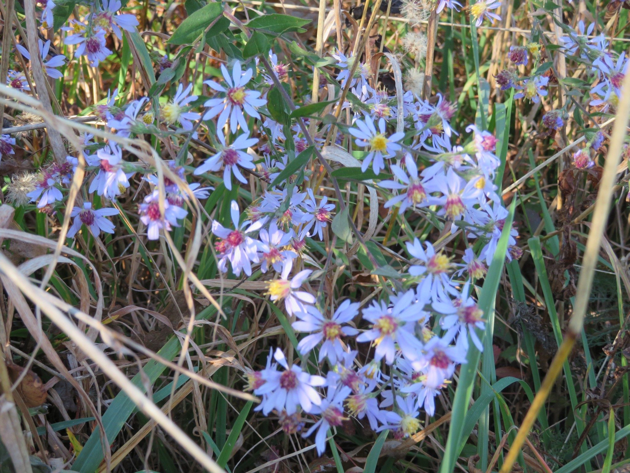Blue Aster near the end of blooming