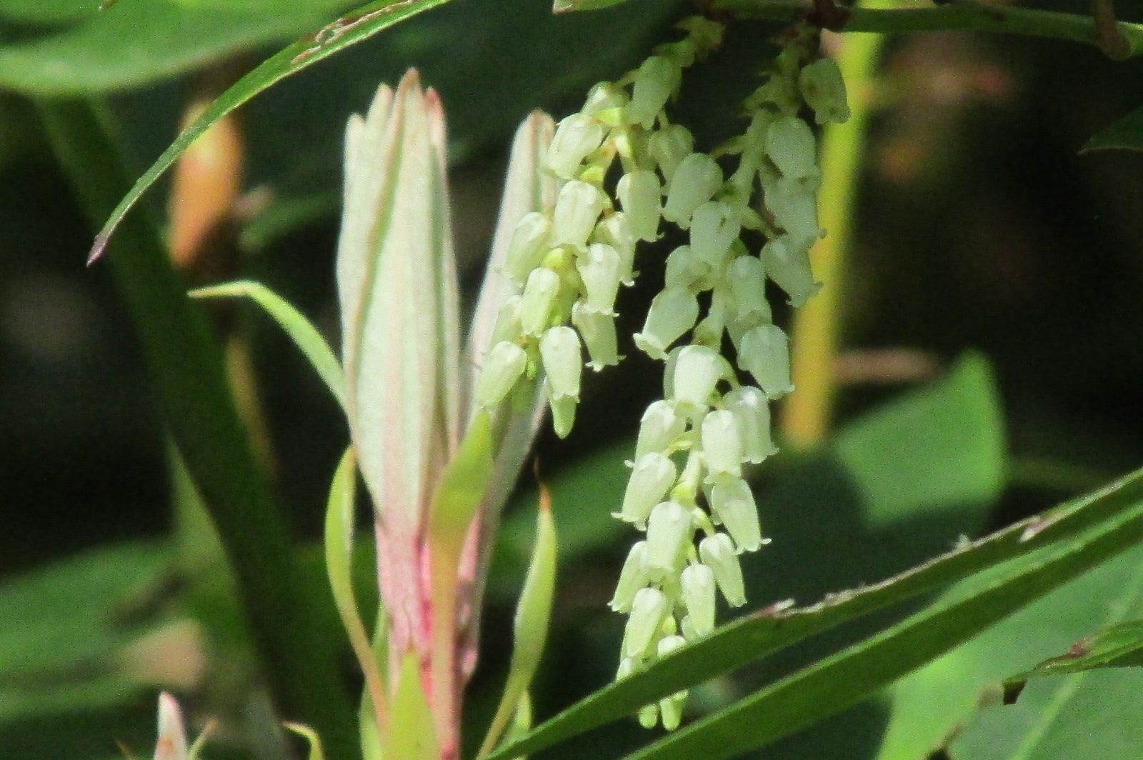 Dog-hobble (Leucothoe axillaris)