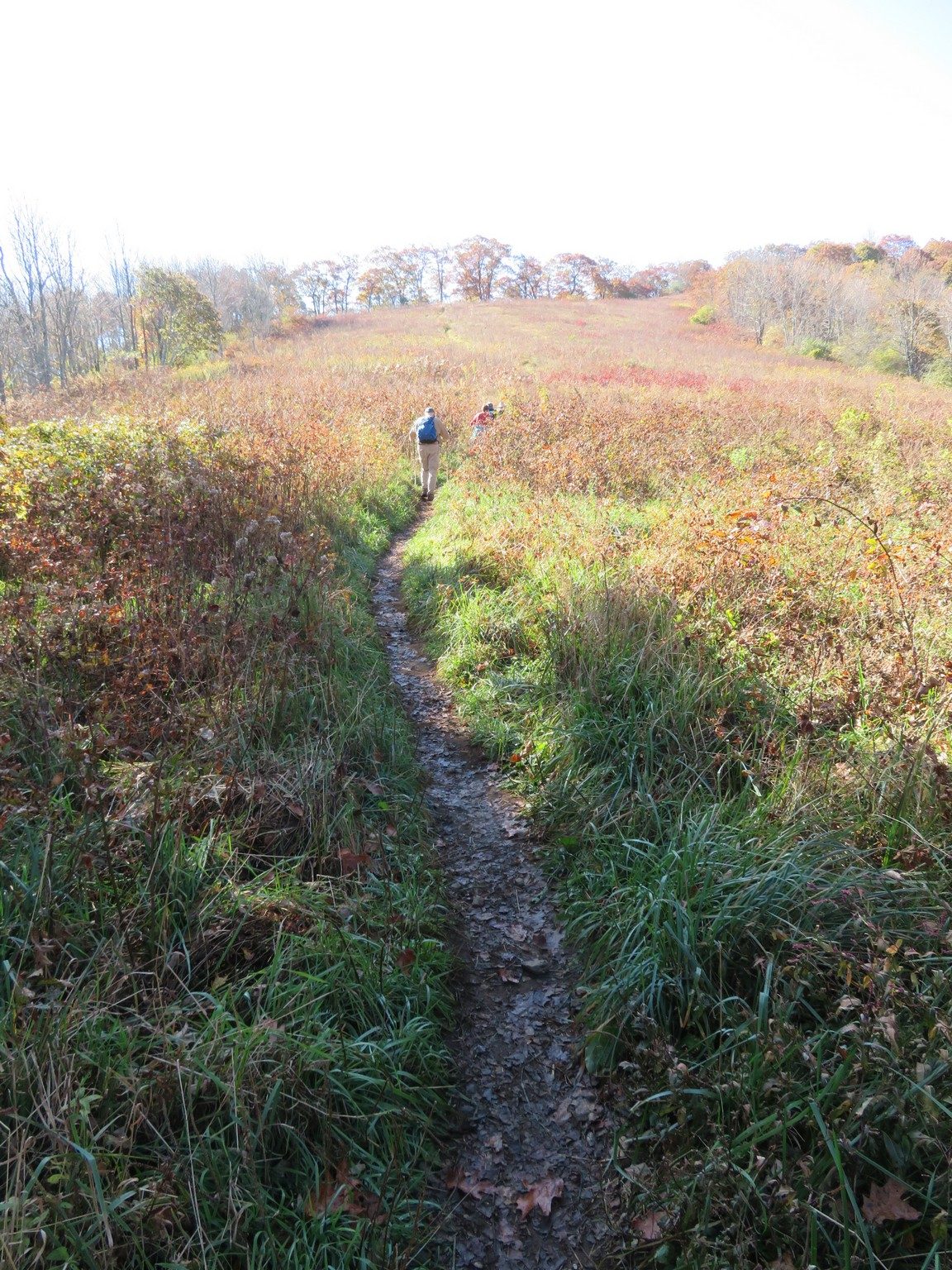 Trail through meadow up Siler Bald