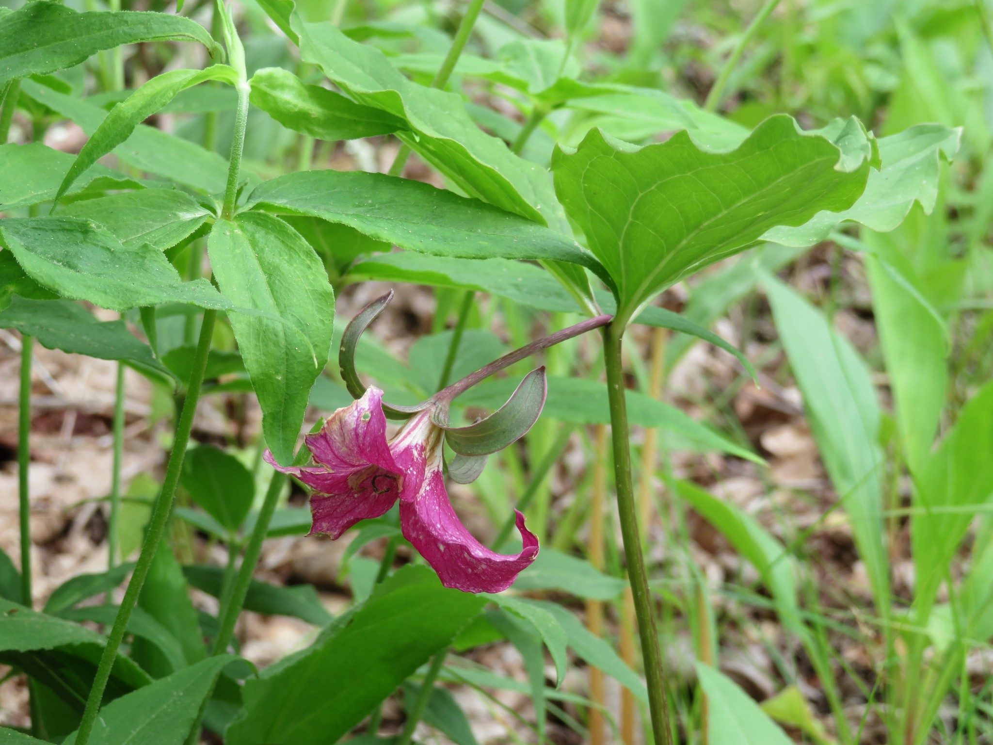 Vasey's Trillium (Trillium vaseyi)