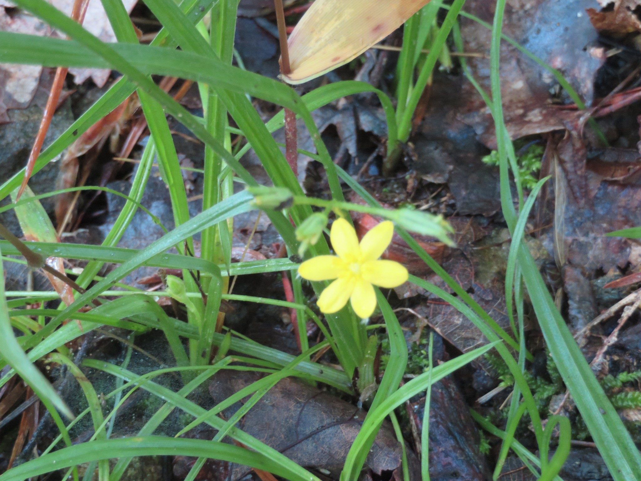 Yellow Star Grass