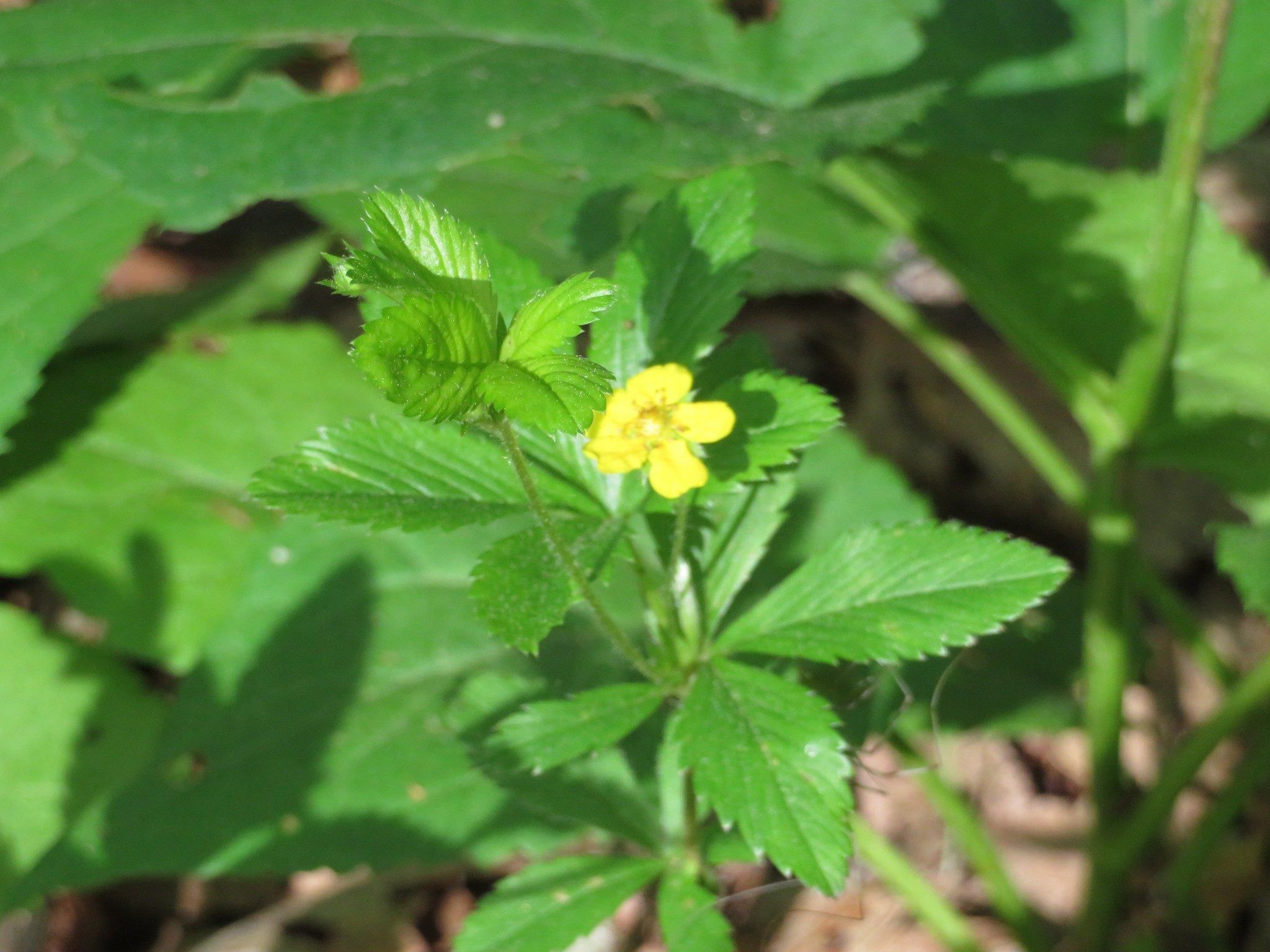 Dwarf Cinquefoil (Potentialla canadensis)
