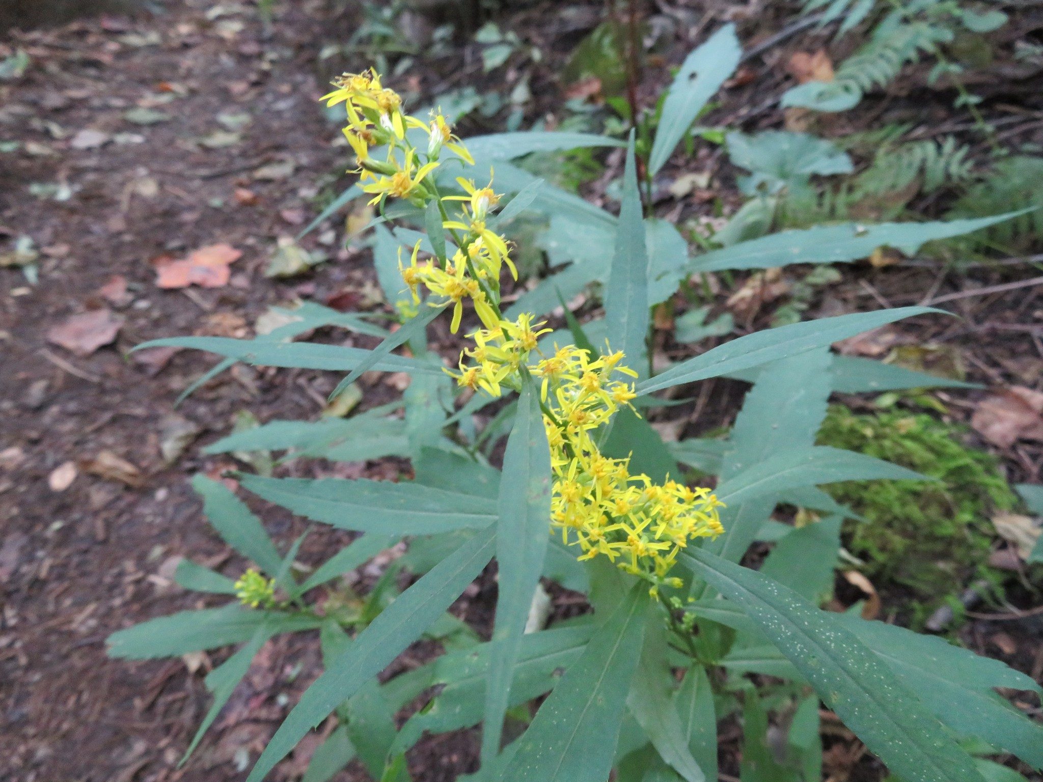 Lots of yellow "sneezy" plants