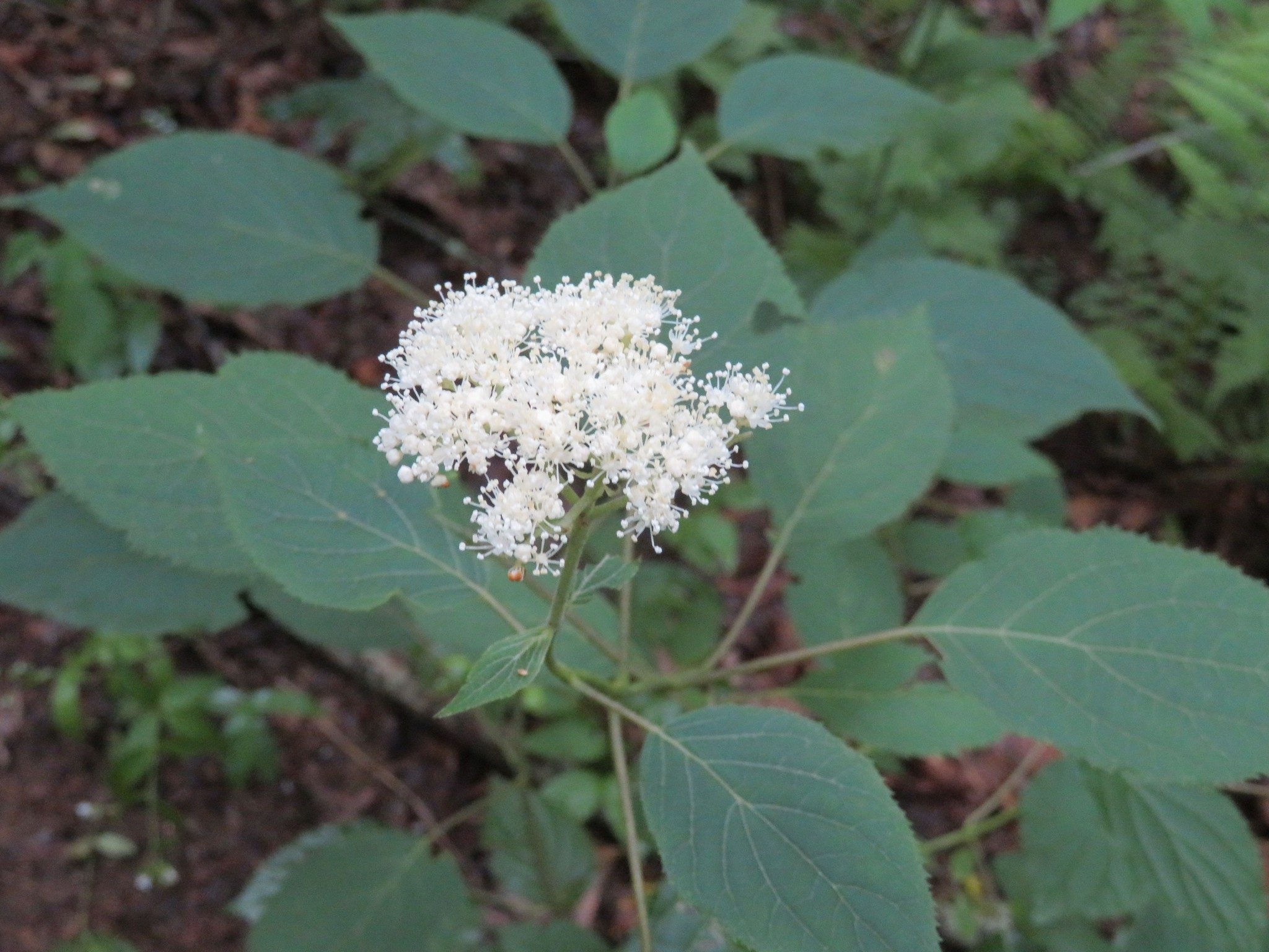 Wild Hydrangea(Hydrangea arborescens)