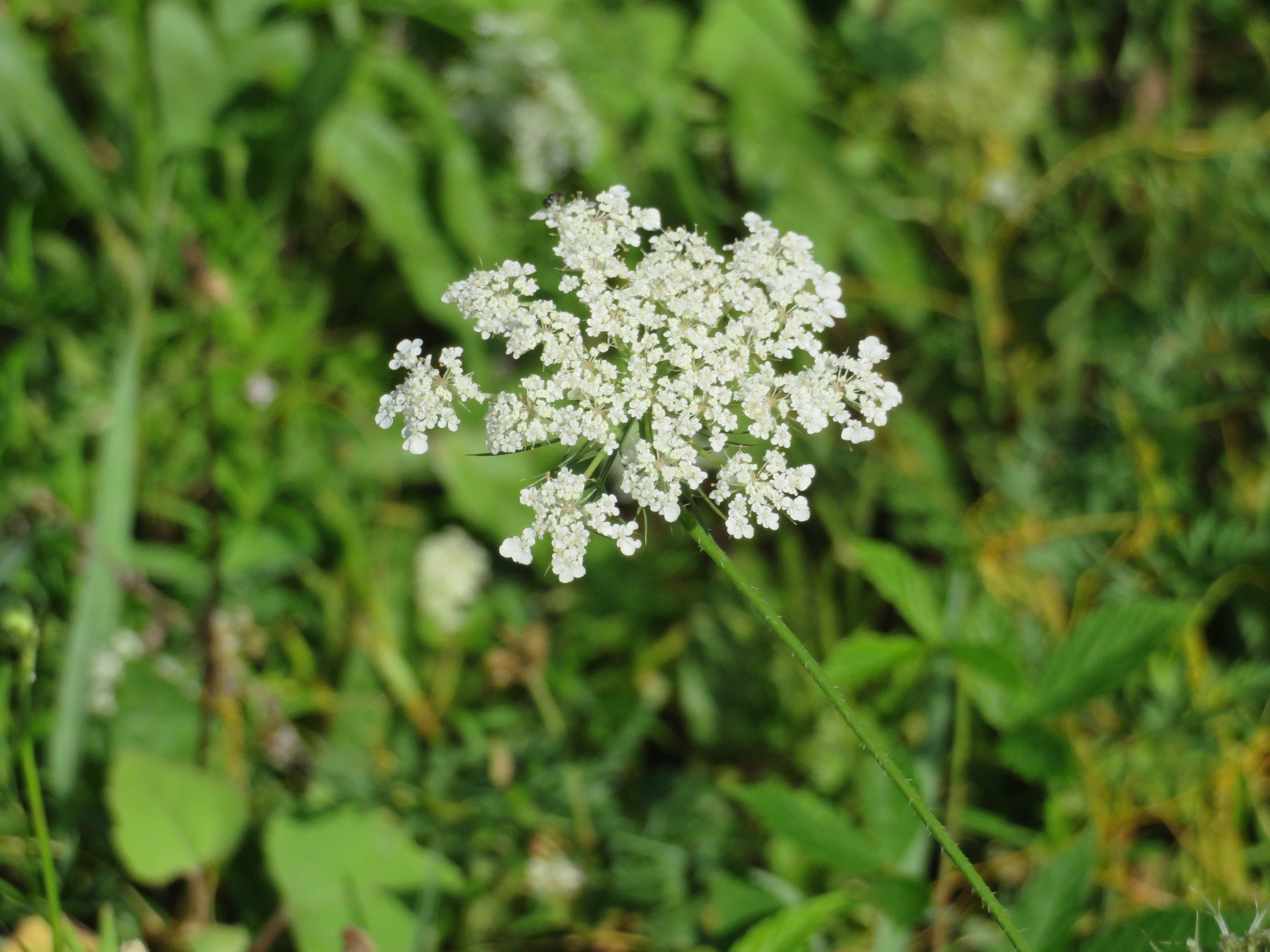 Queen Ann Lace in Wildflower Field Along Ash Creek Trail