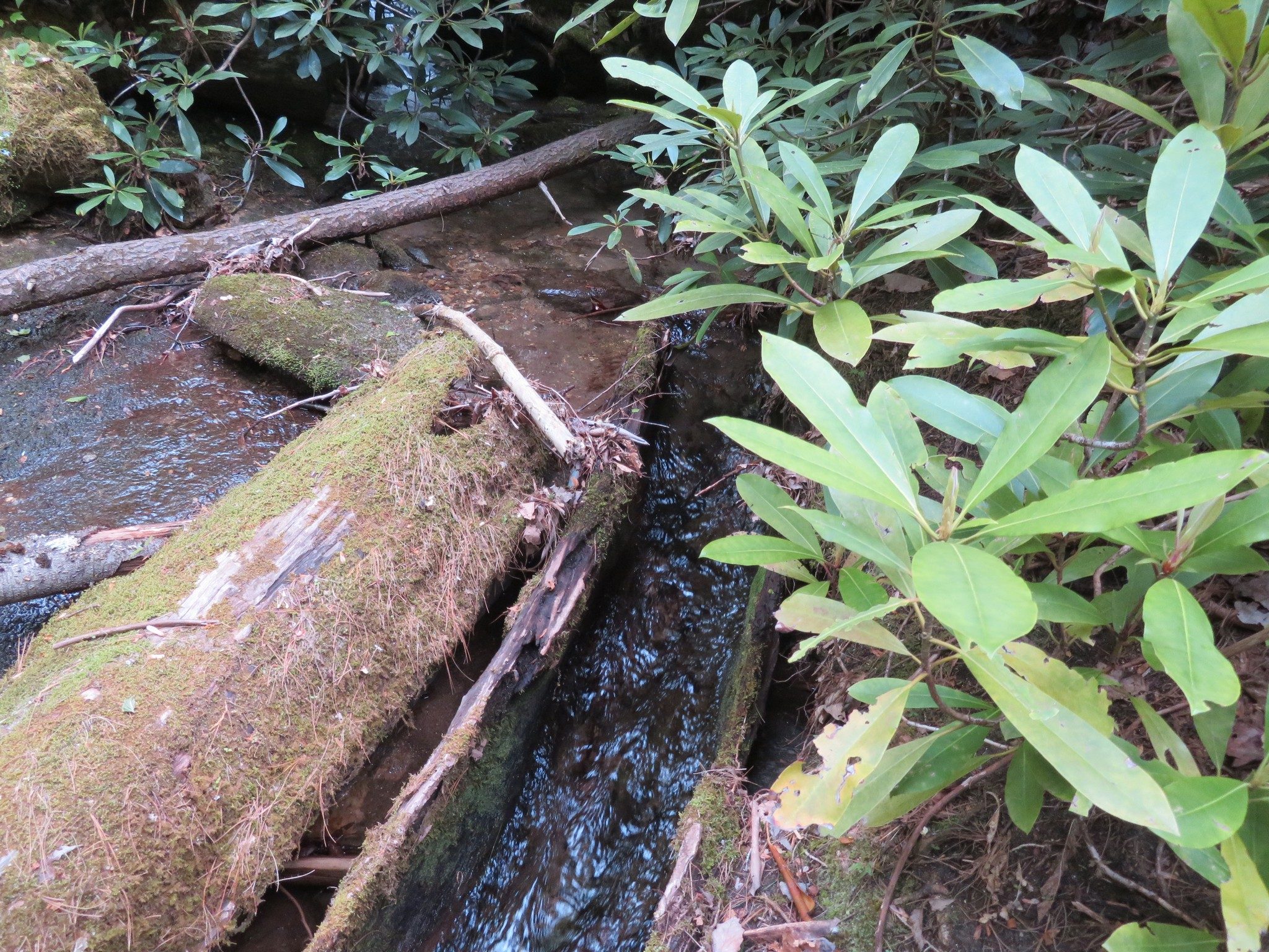 Hollowed out half log acts as trough