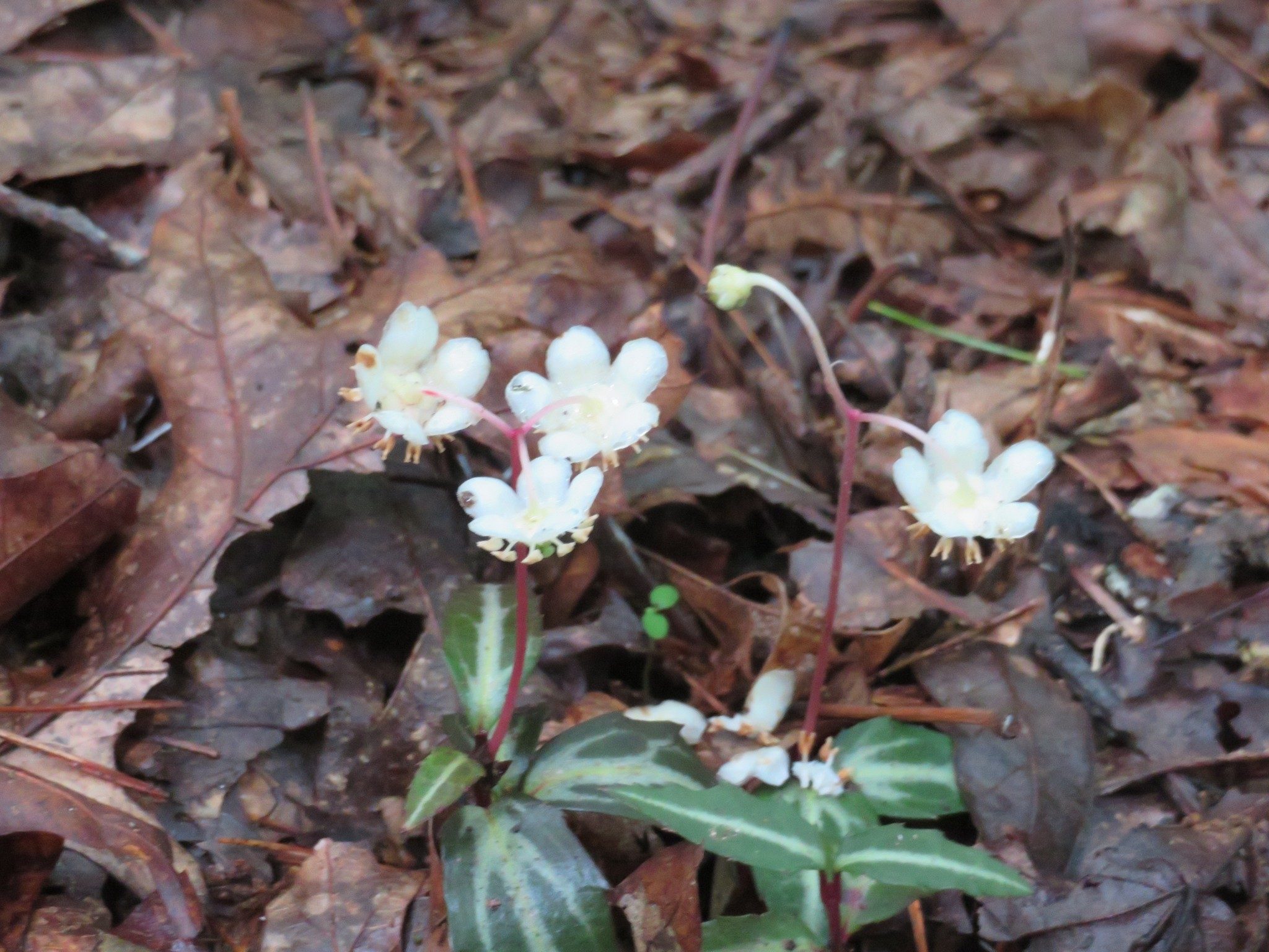 Pipsissewa (Chimaphila umbellata)