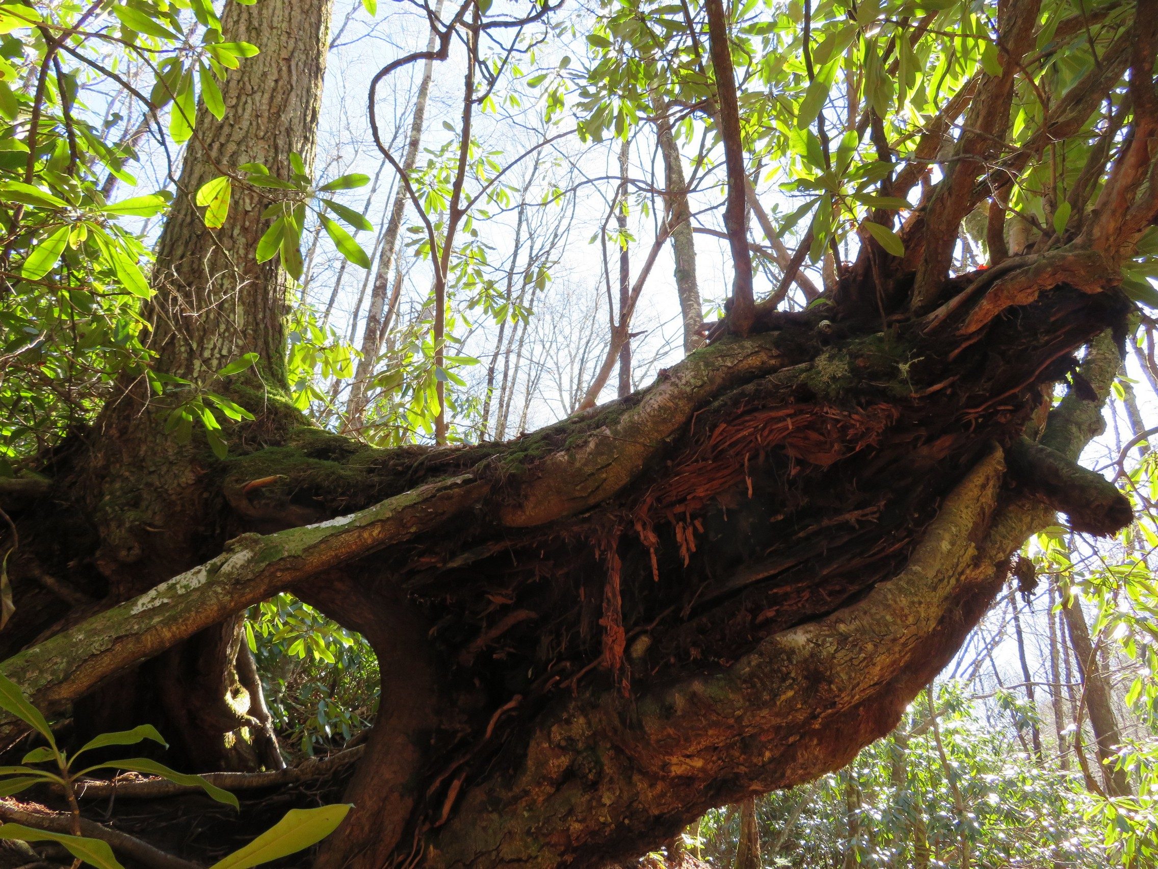 Strange tree growing out over the trail with multiple large growths from its main trunk . . . and a "tunnel" through its trunk.