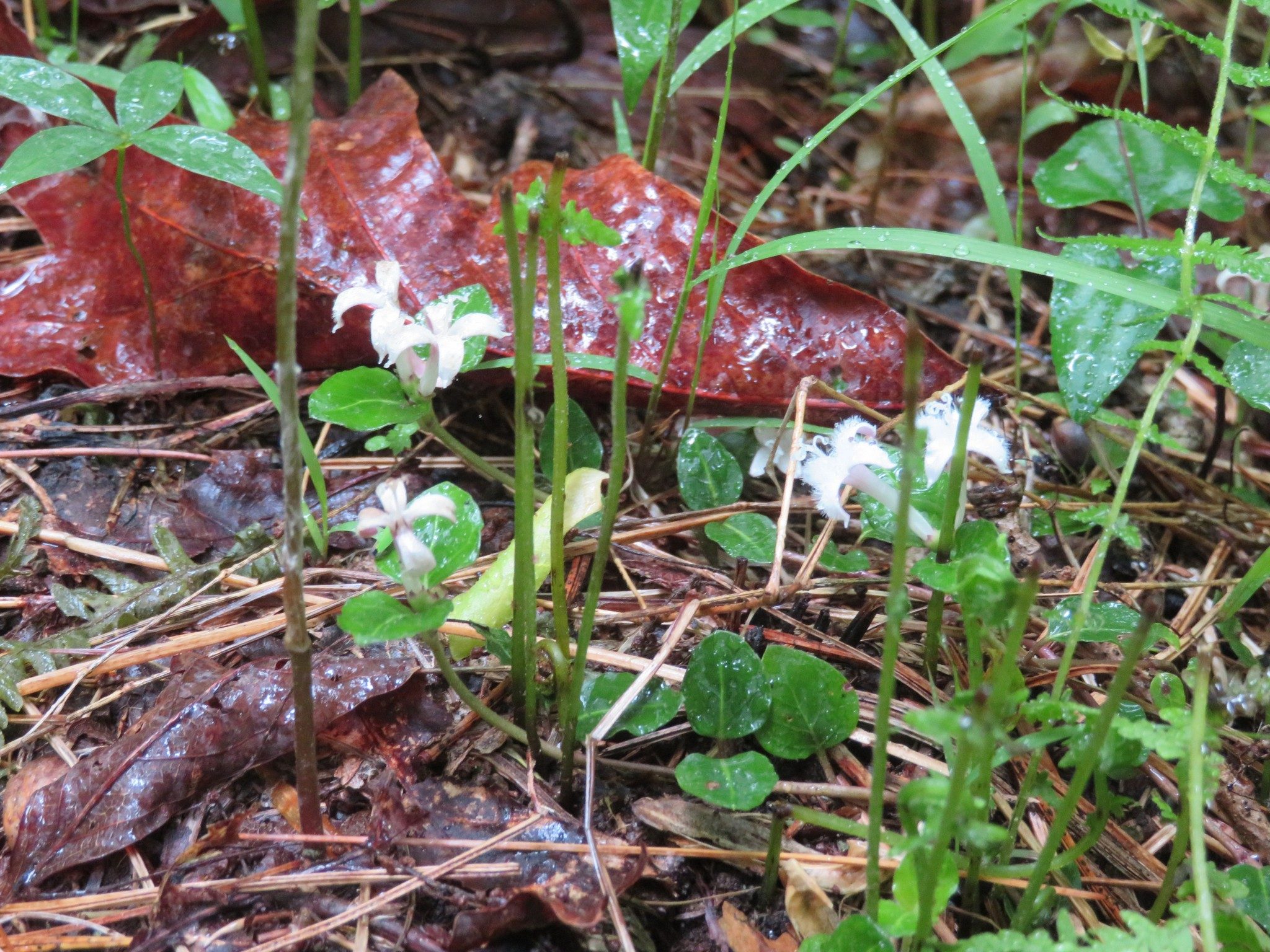 Partridge Berry in Bloom