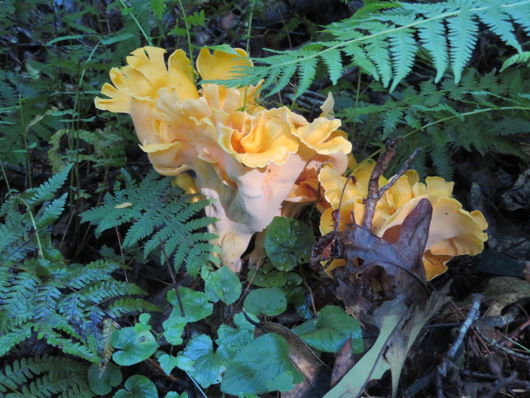 More fungus along trail