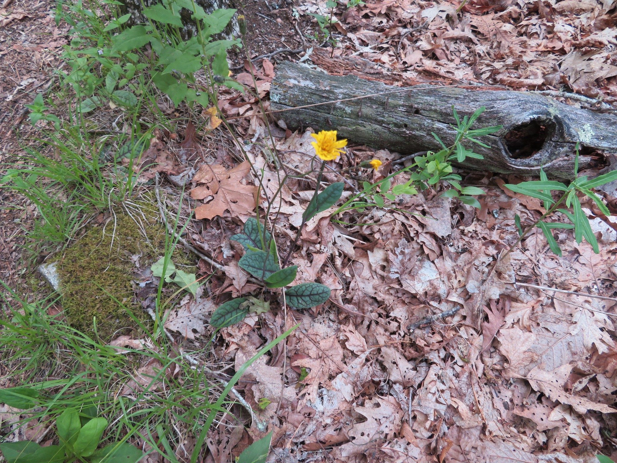 Rattlesnake Weed (Hieracium venosum)
