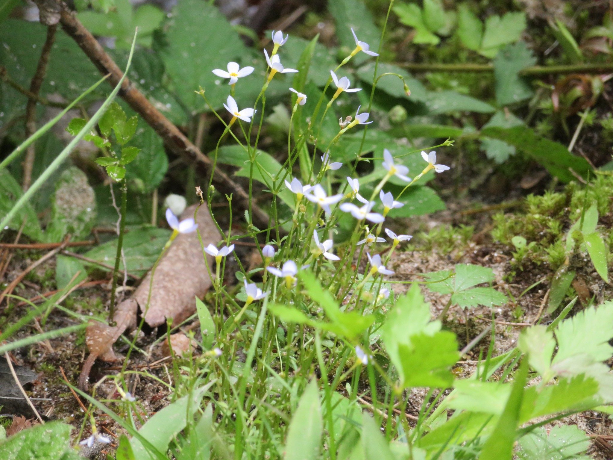 Bluet (Houstonia serpyllifolia)