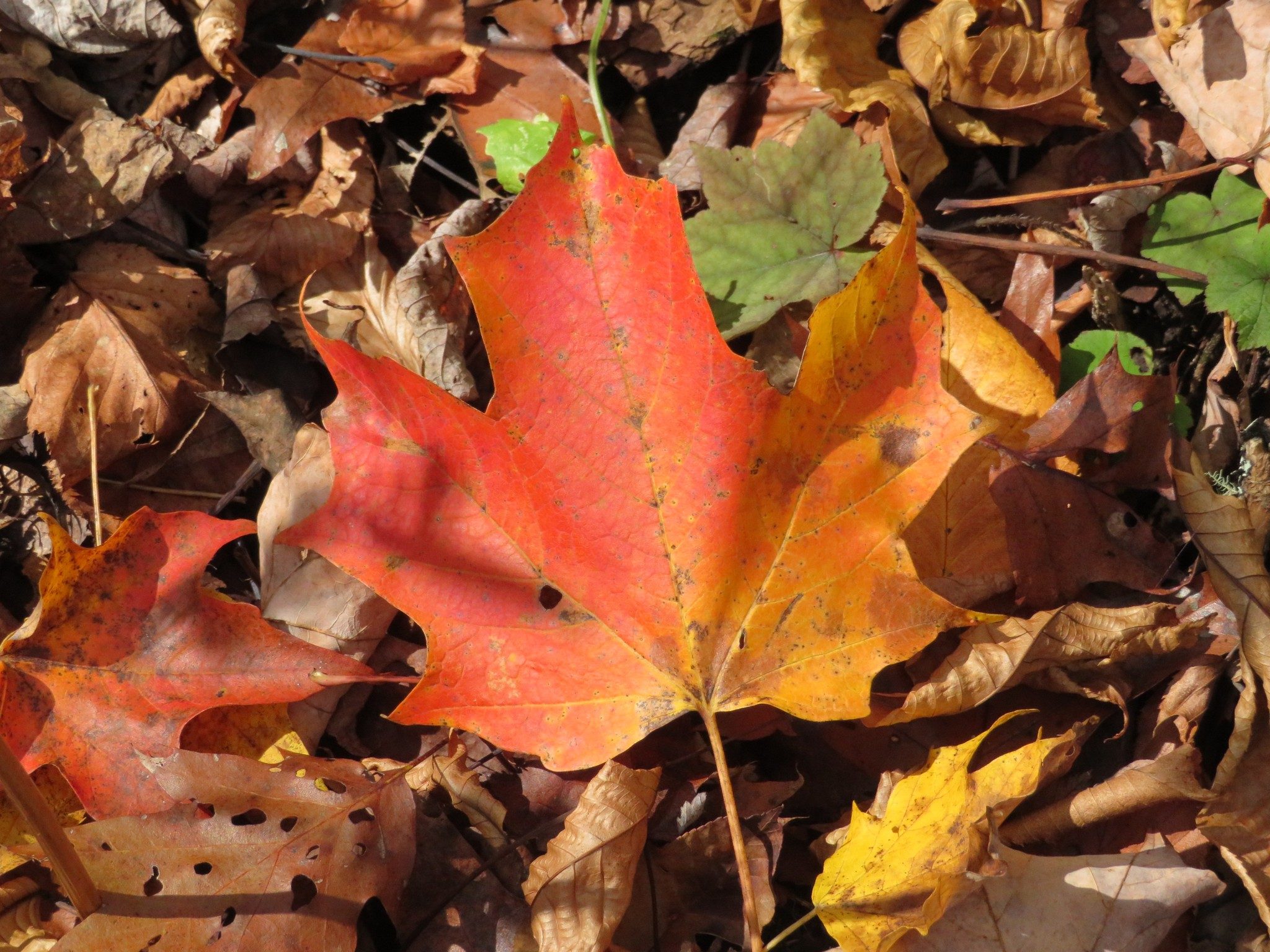 Nice orange fall lead color