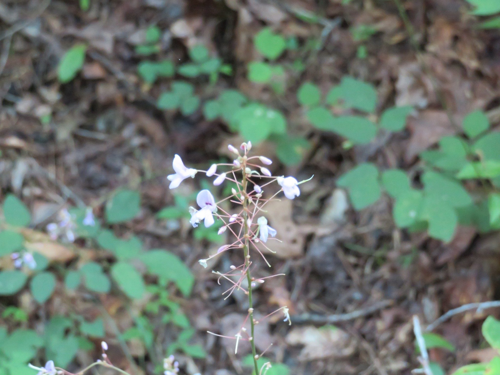 Tick Trefoil / Beggar Lice (Desmodium nudiflorum)