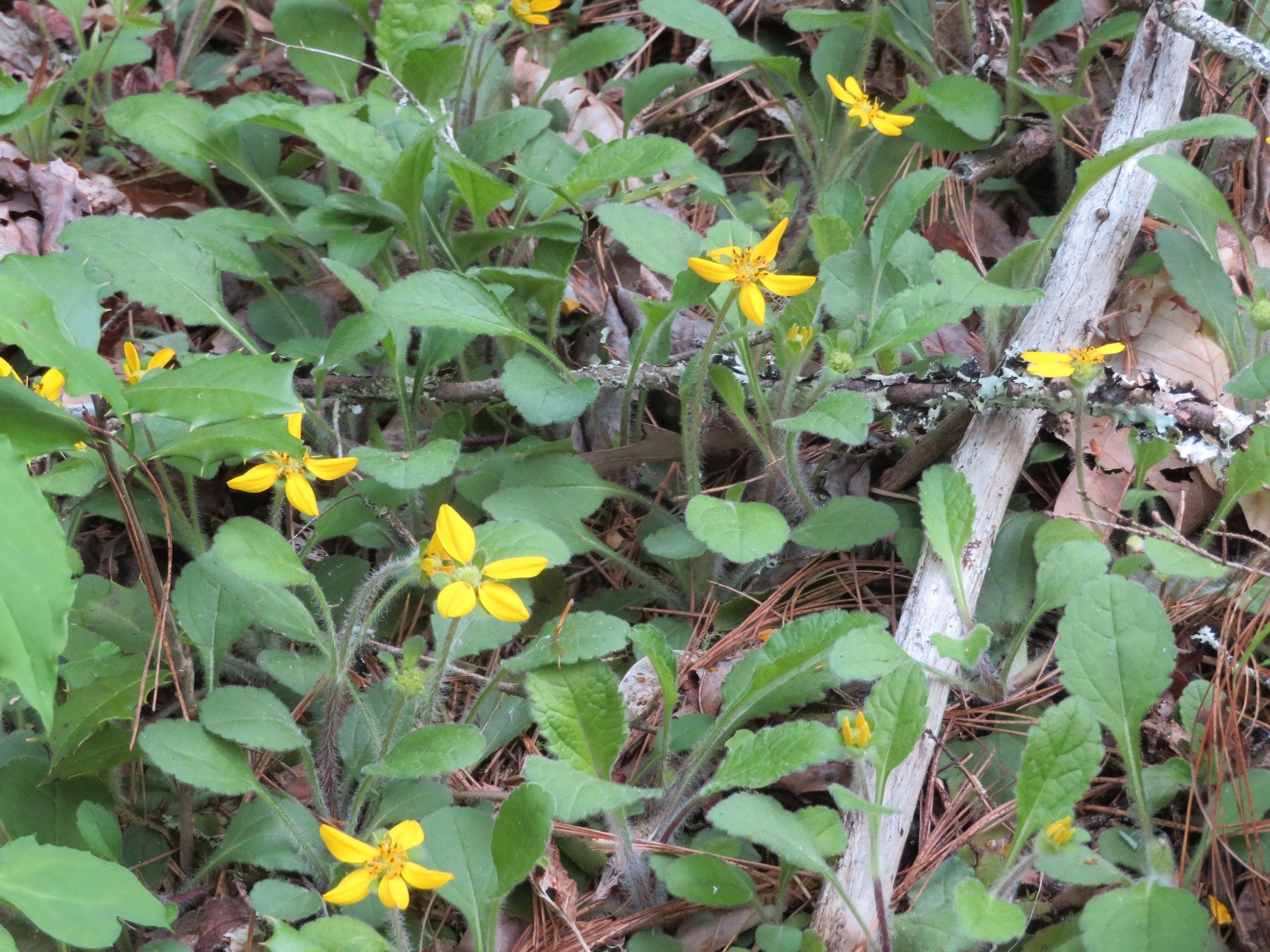 Green and Gold (Chrysogonum virginianum)