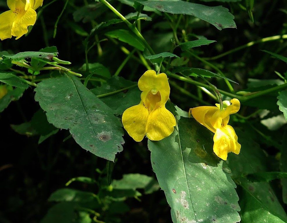 Pale Jewelweed throughout trail (saratogawoodswaters.blogspot.com)
