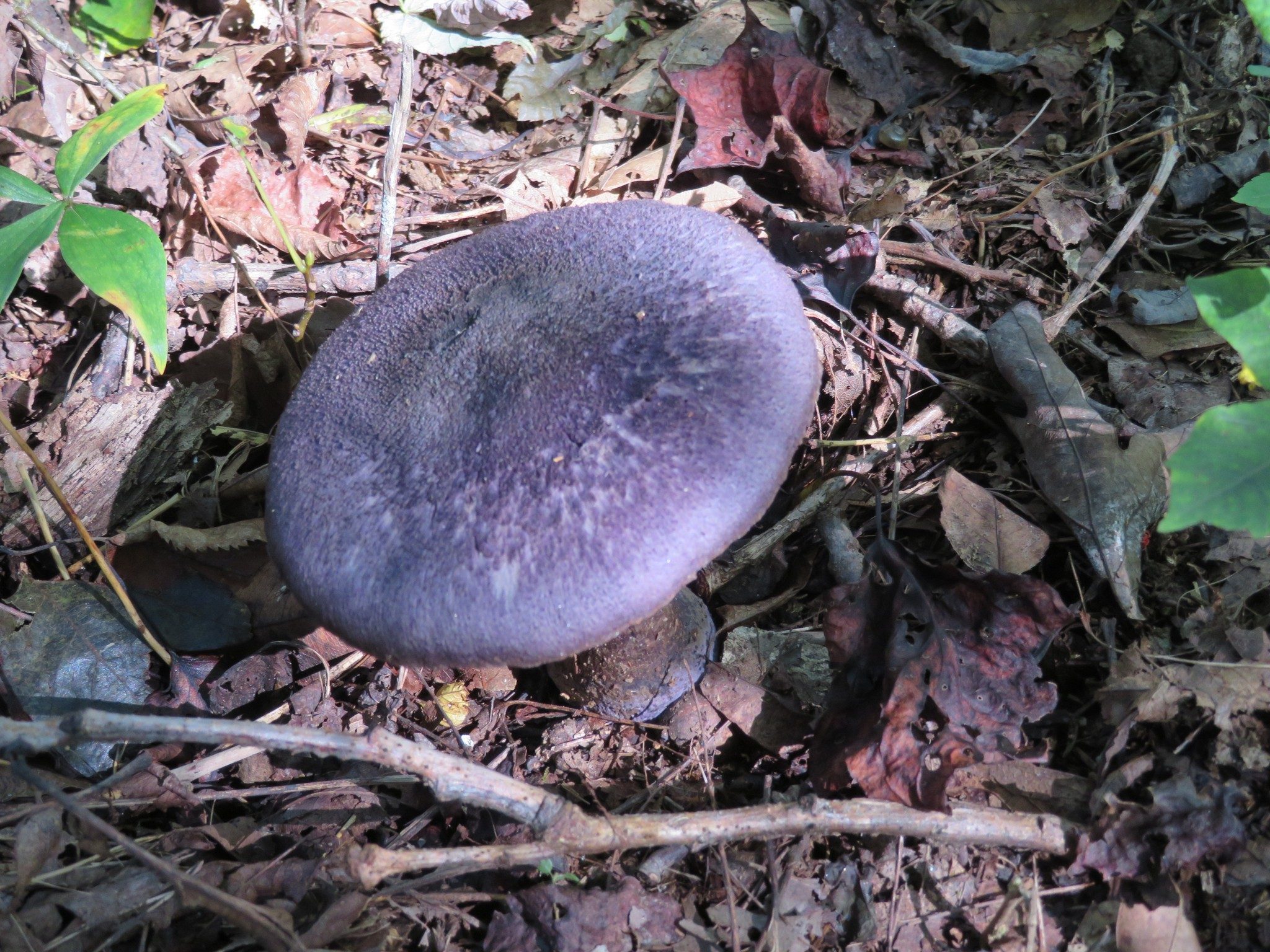 Purple mushroom