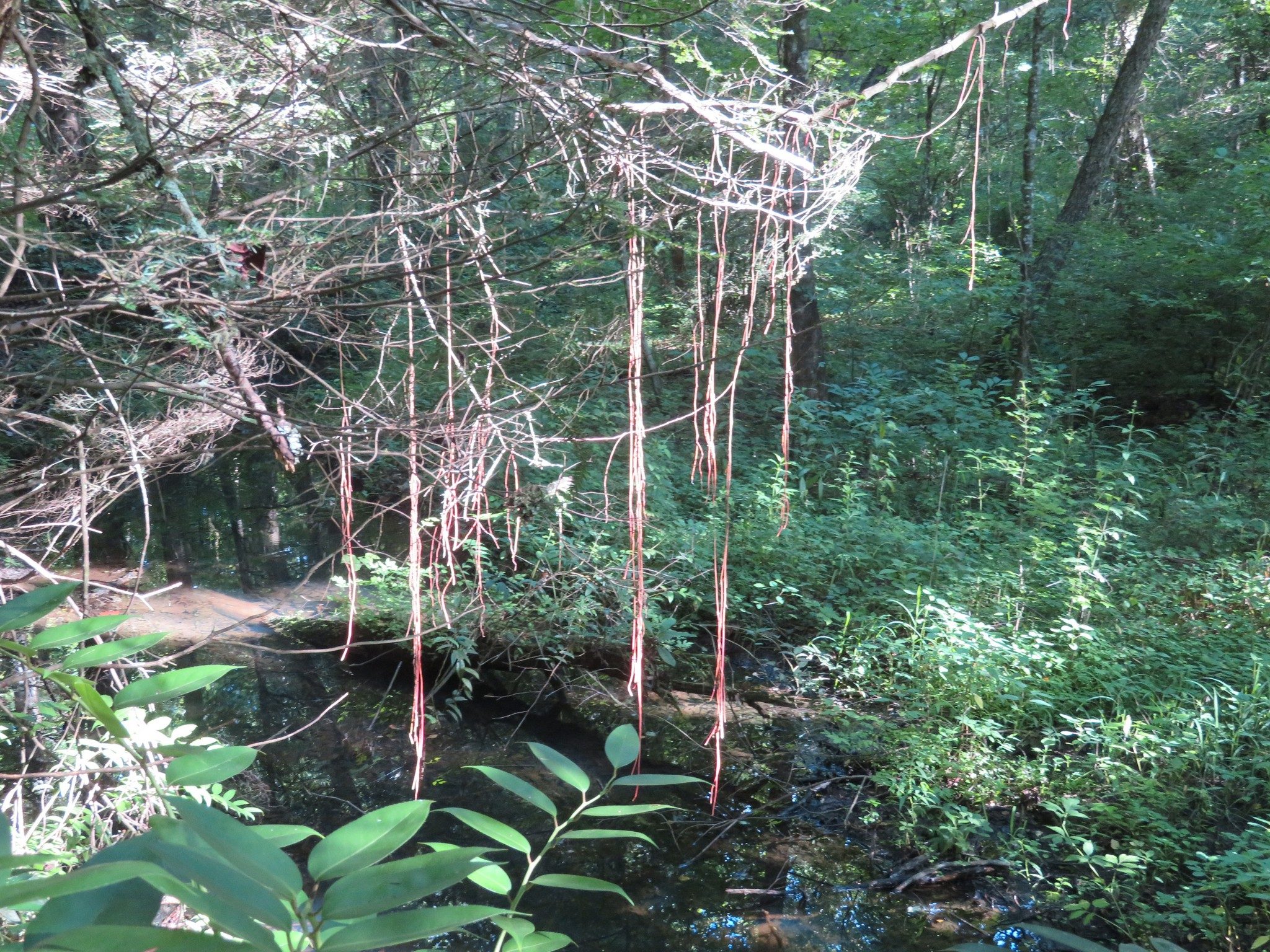 What is this hanging from the trees along Duke's Creek