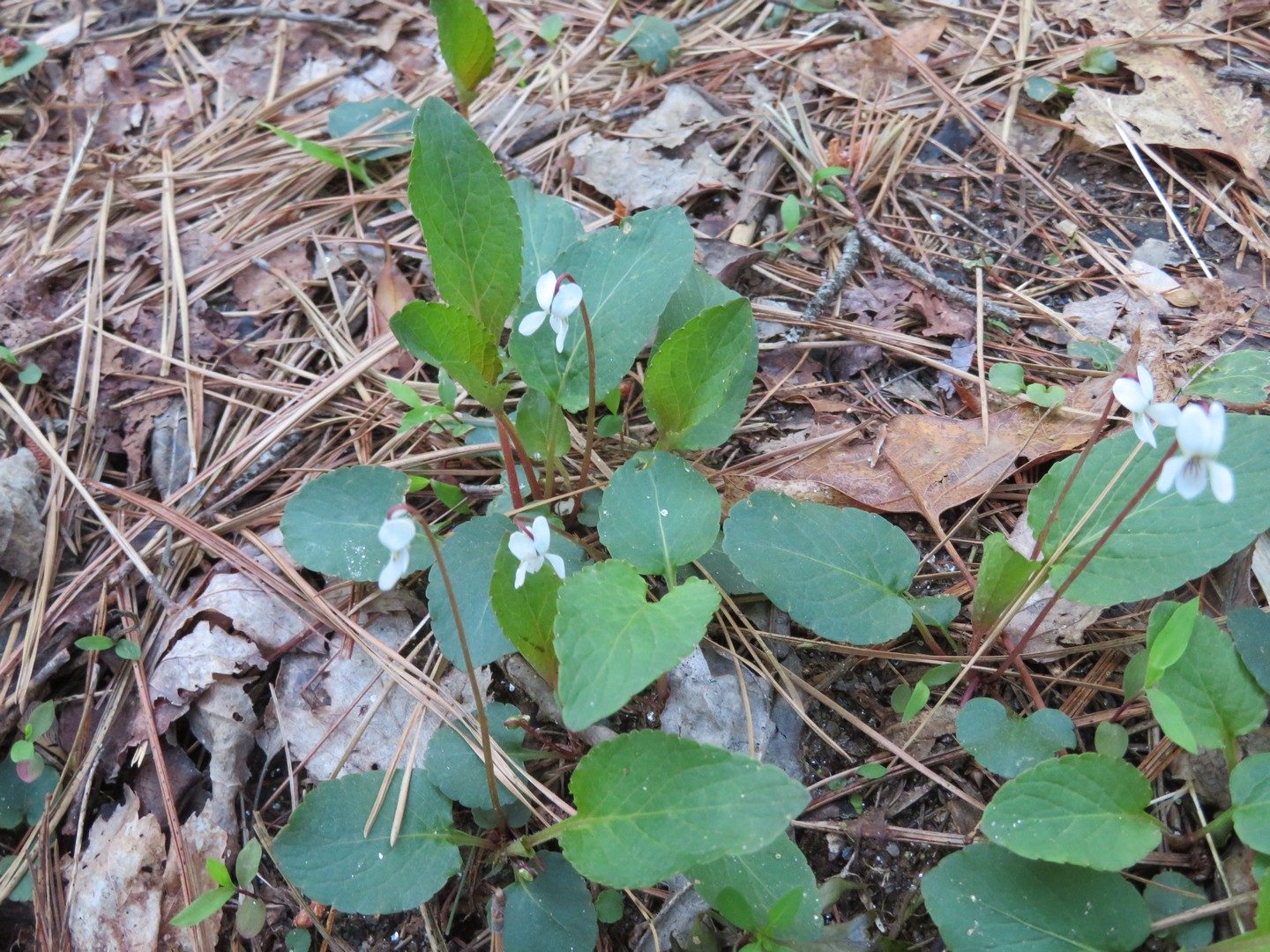 Violet, Primrose-leaved (Viola primulifolia)