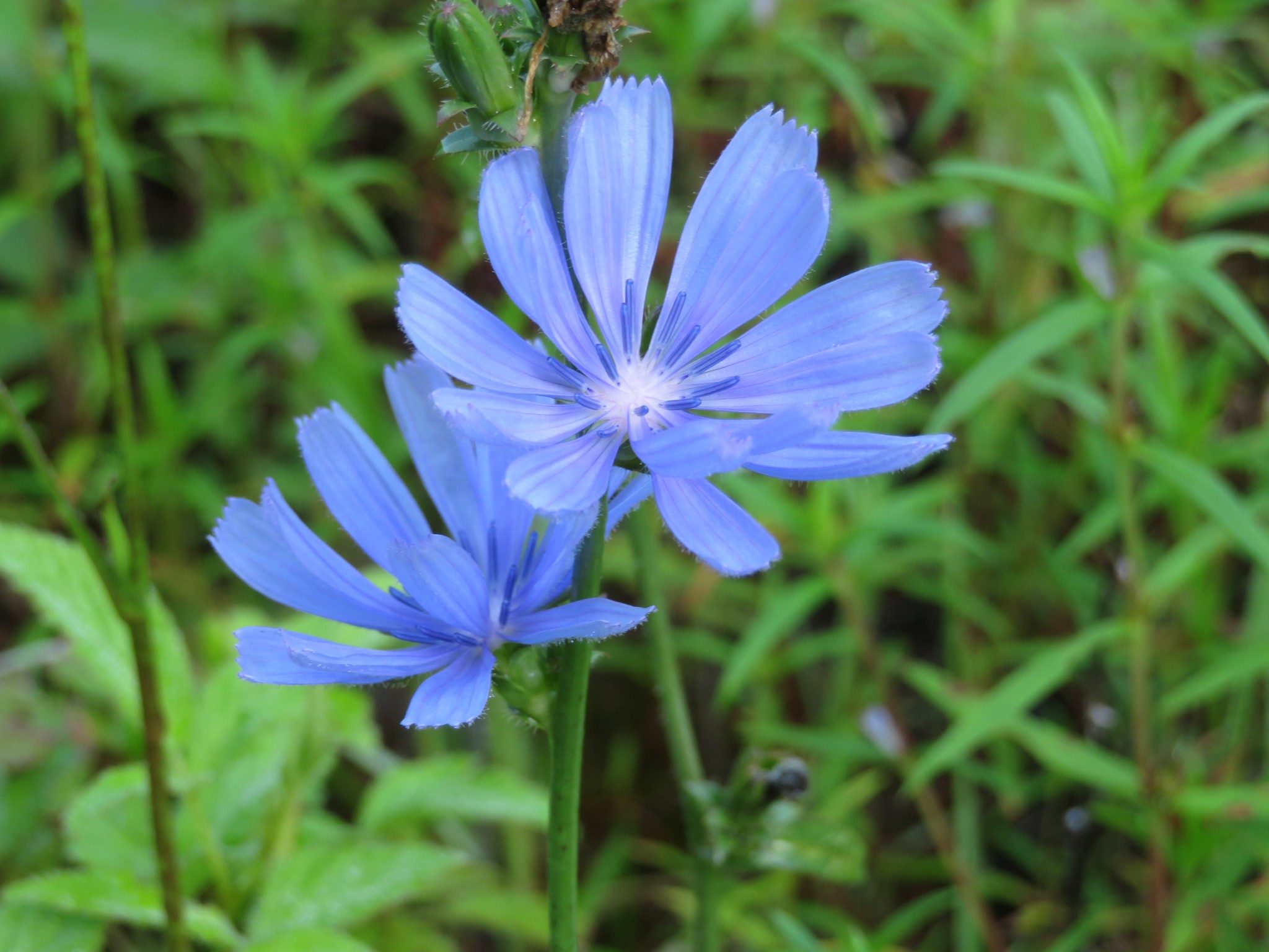 Bachelor Button (a.k.a. Blue Cornflower)