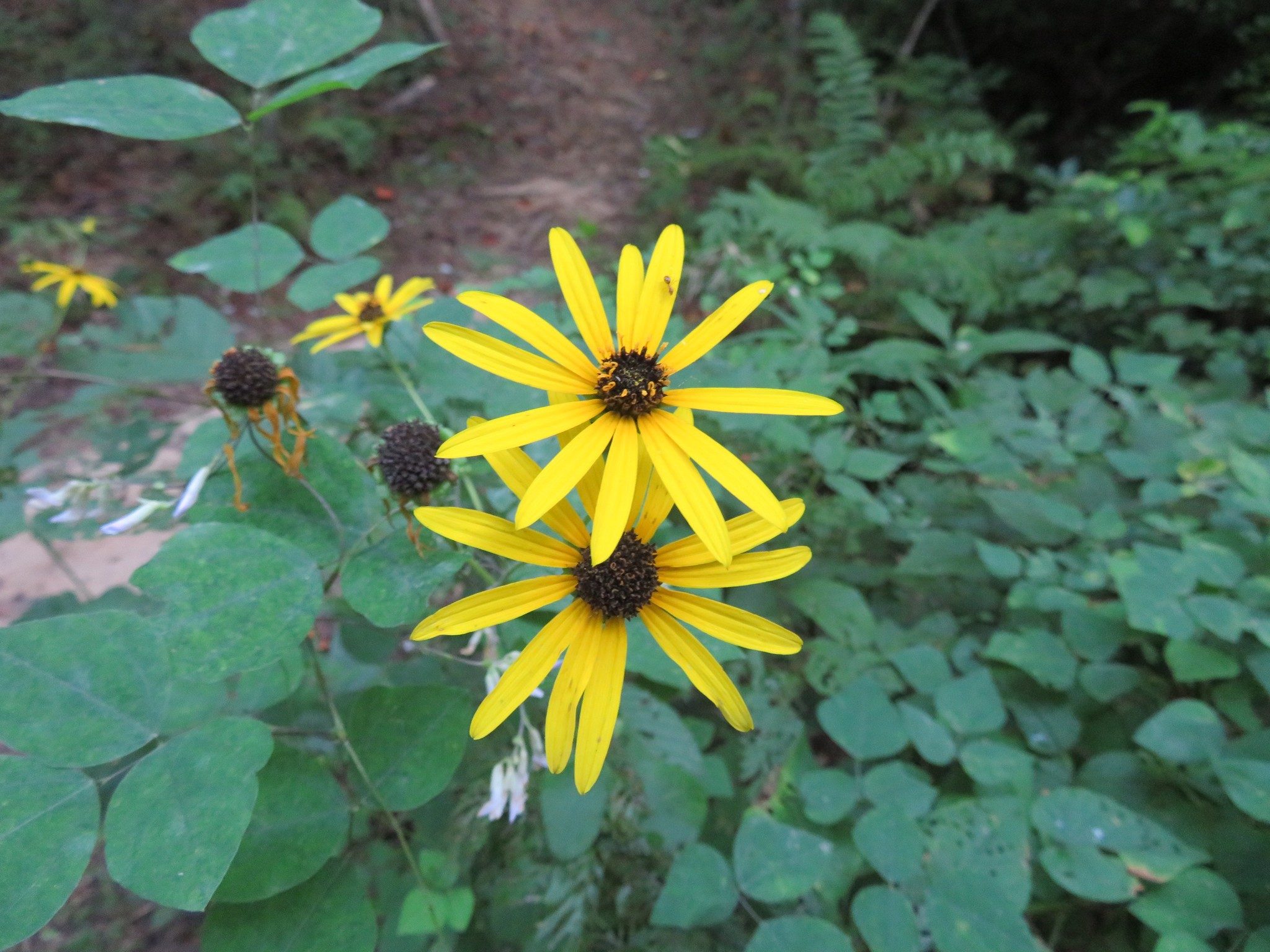 An Aster or Sunflower perhaps?