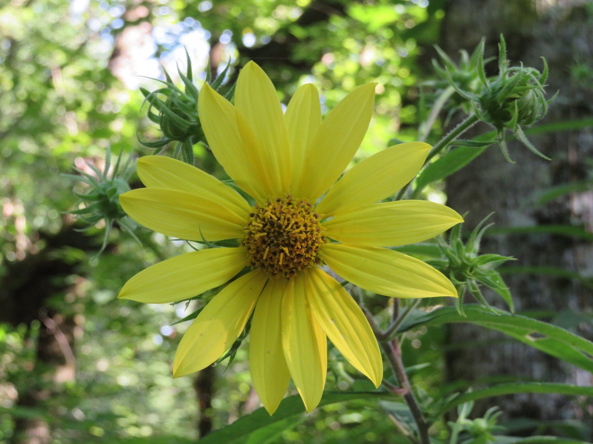 Unexpected Sunflower along Tsalaki Trail