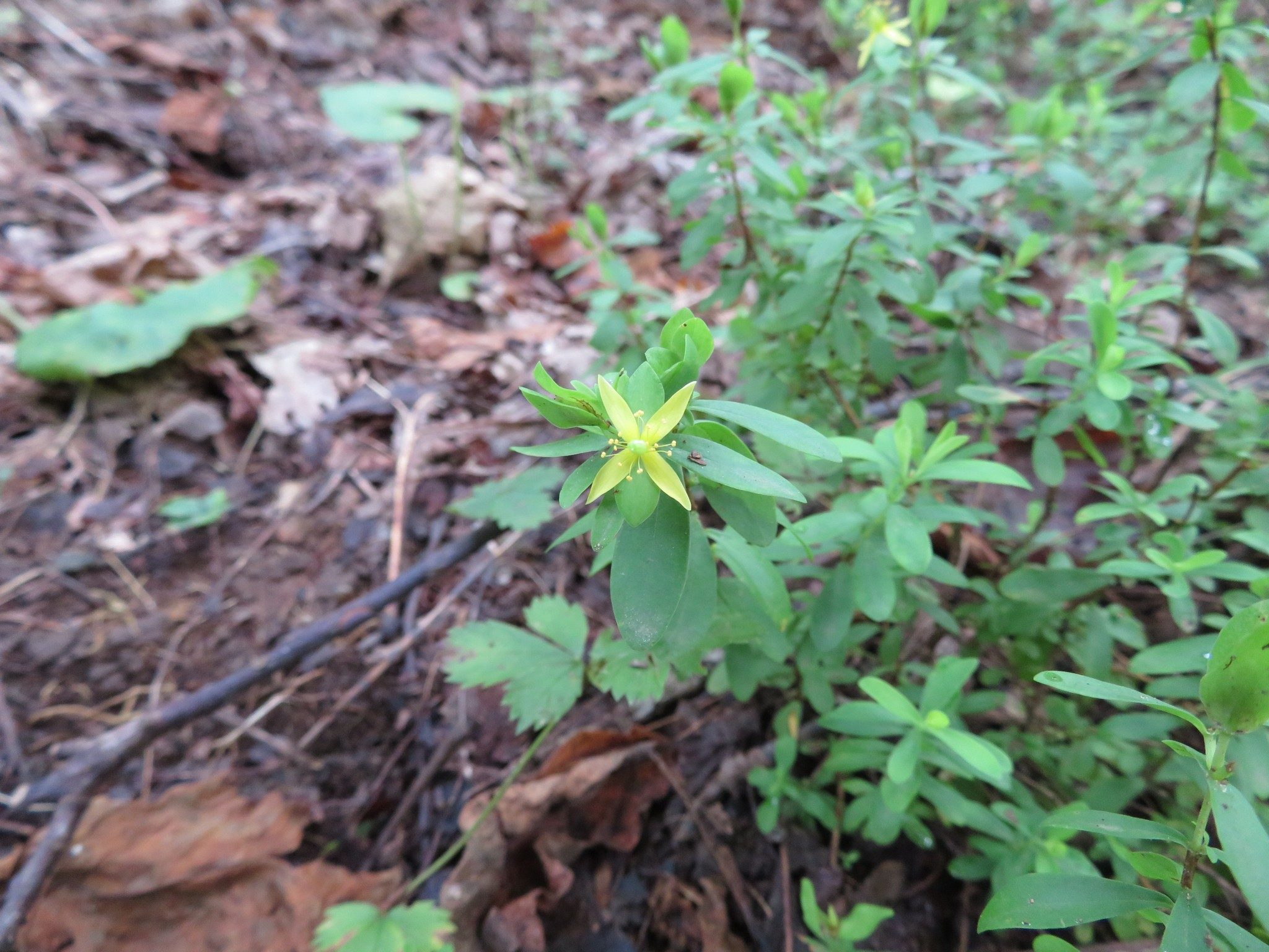 St. Andrew's Cross (Hypericum hypericoides)