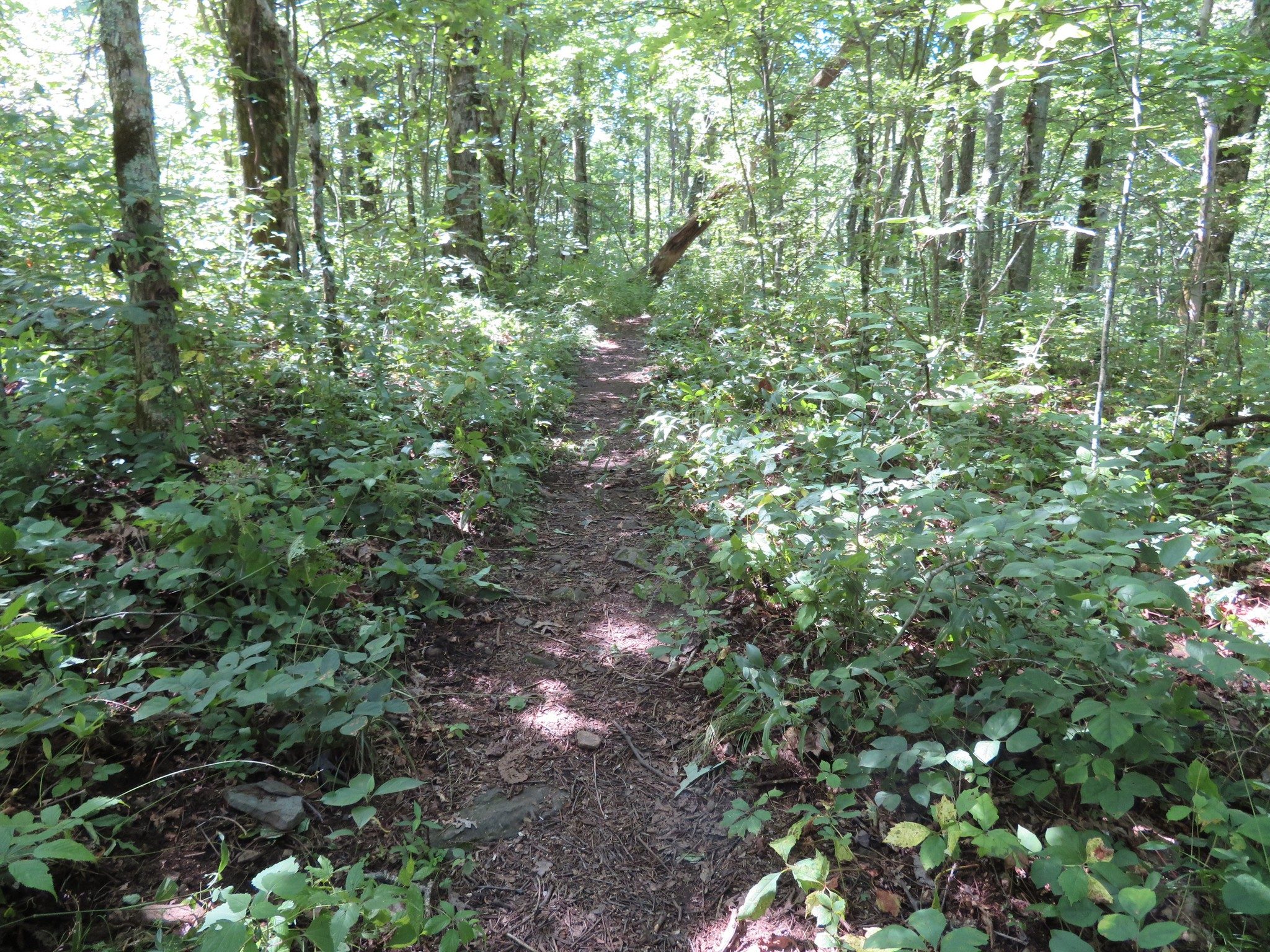 Typical Trail  Conditions - AT: Hogpen Gap to Unicoi Gap