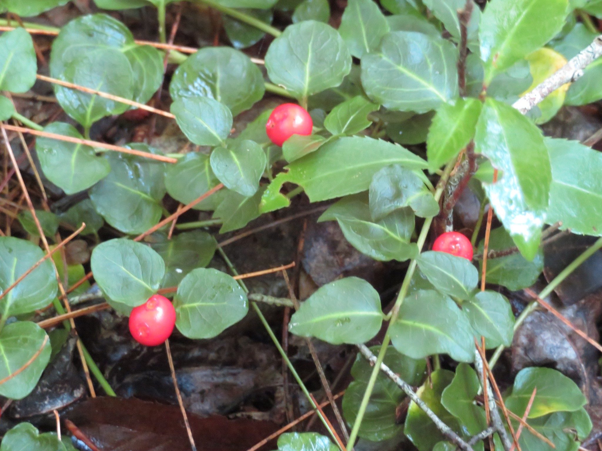 Partridge Berry Fruit
