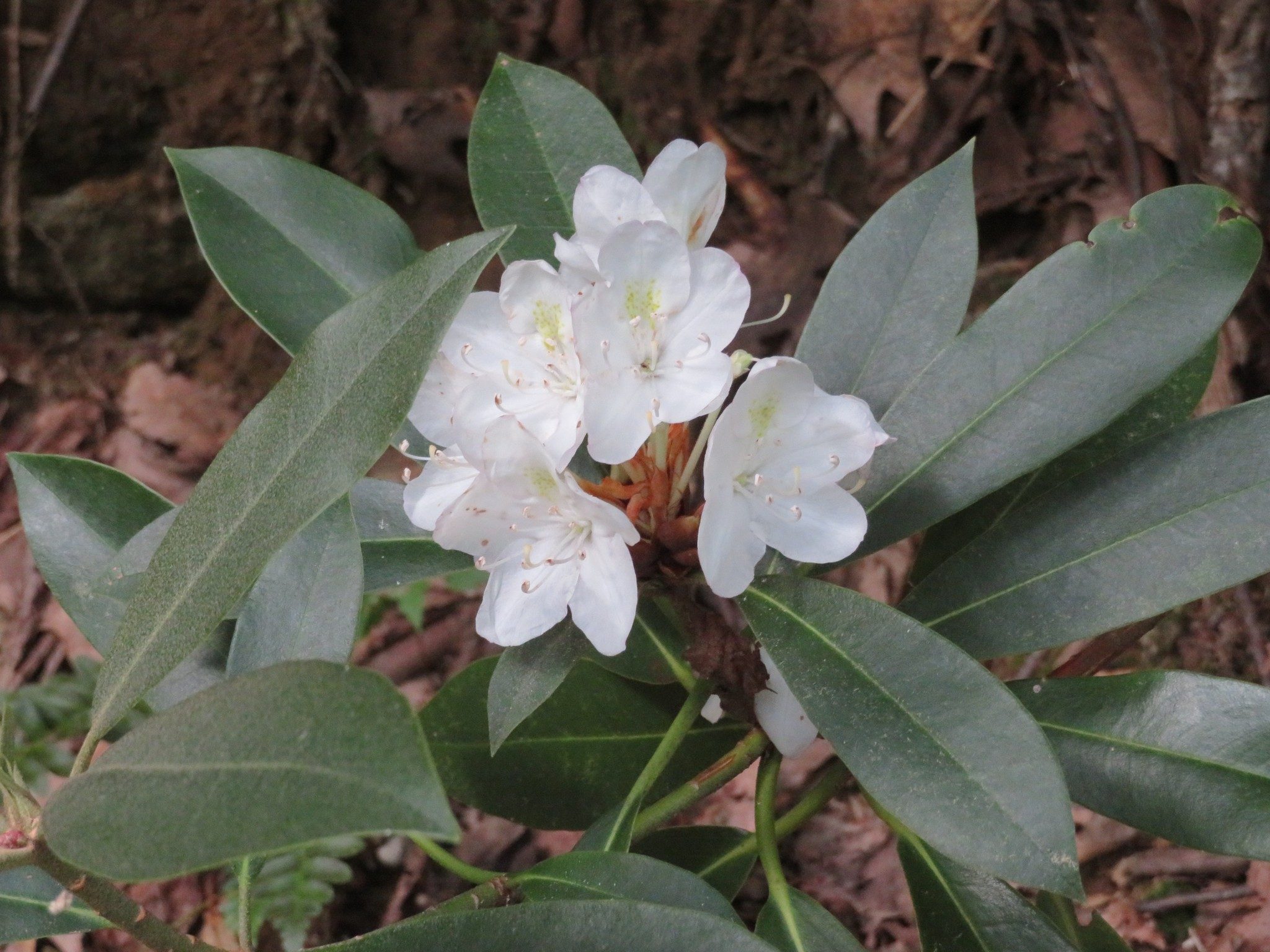 Rosebay Rhododendron (Rhododendron maximum )