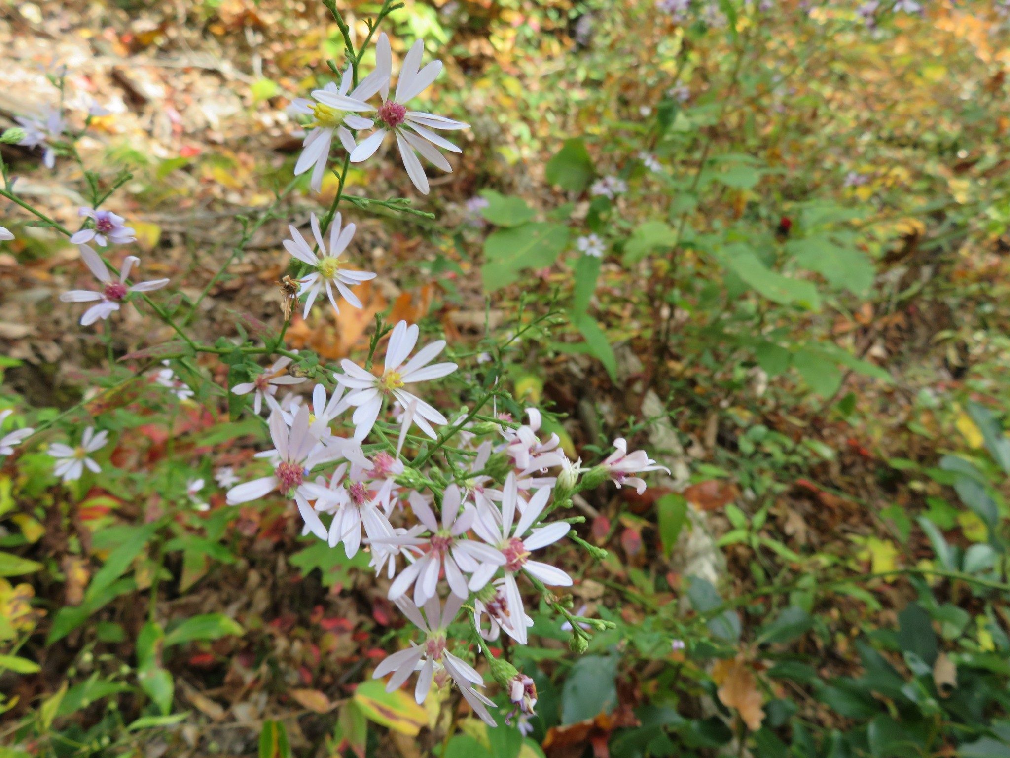 Lots of Wood Aster in final seasonal blooms