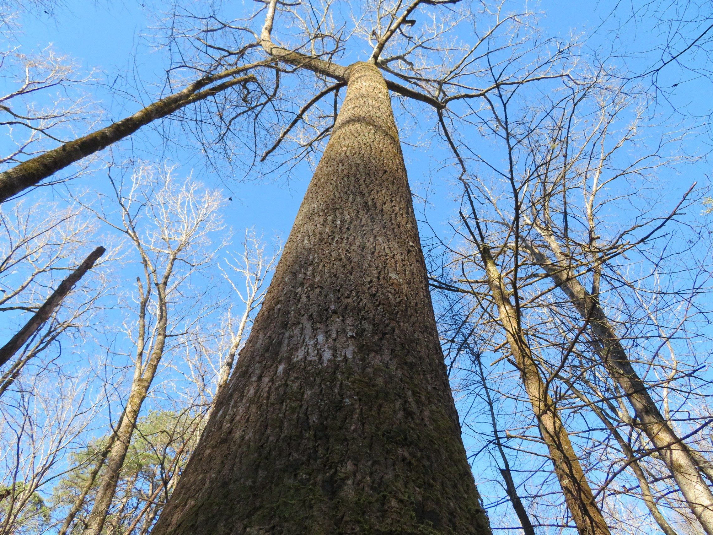 Yep, this is a big tree!
