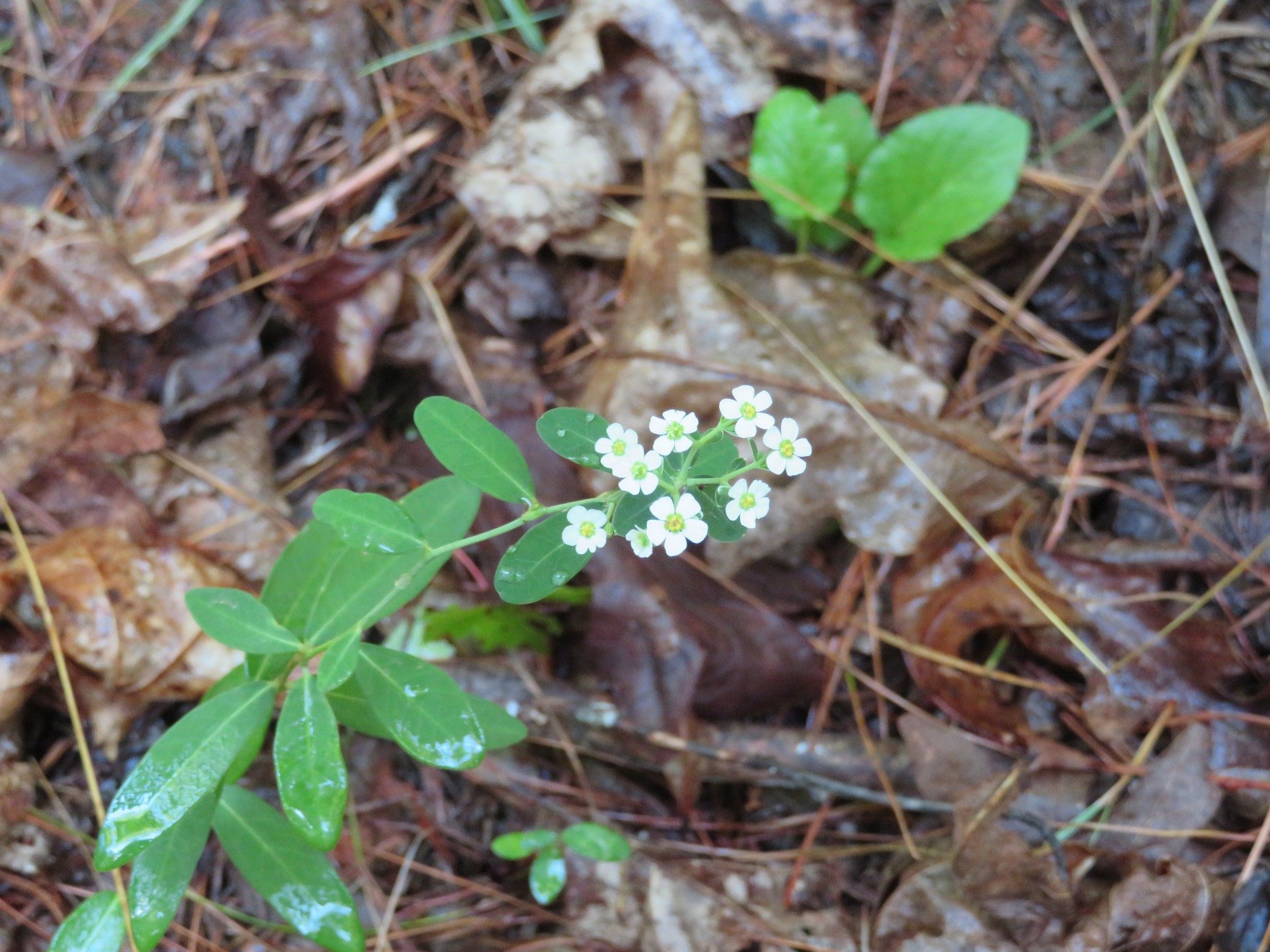 Flowering Spurge (Euphorbia corollata)