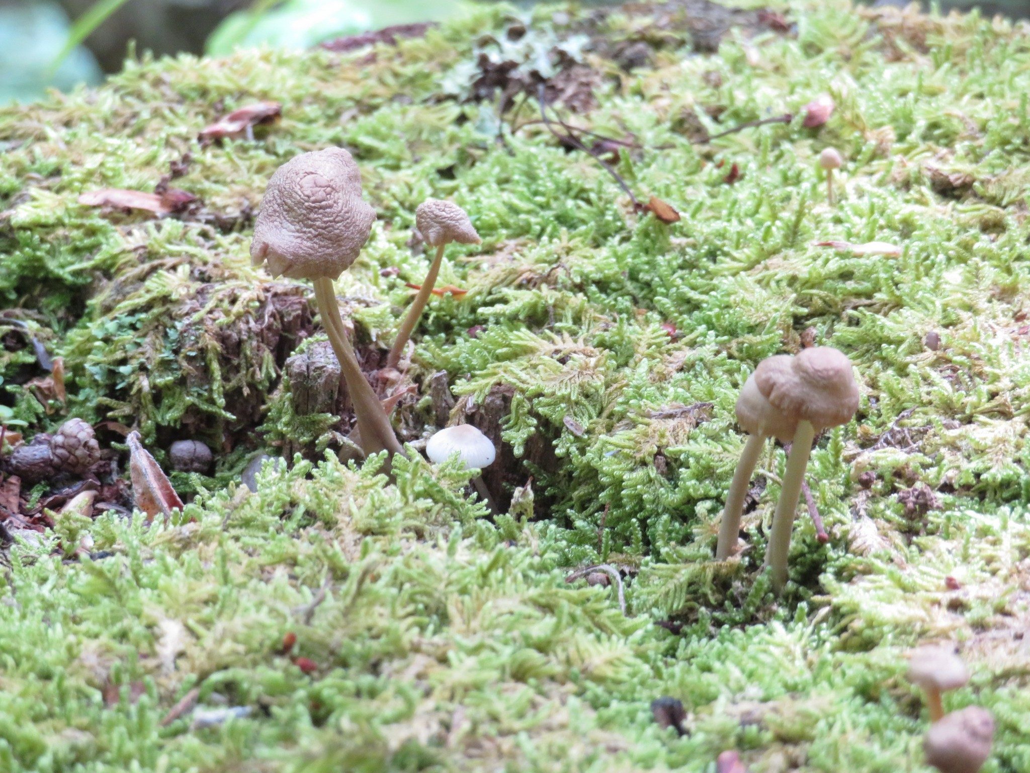 Display of miniature mushrooms in bed of moss atop stump