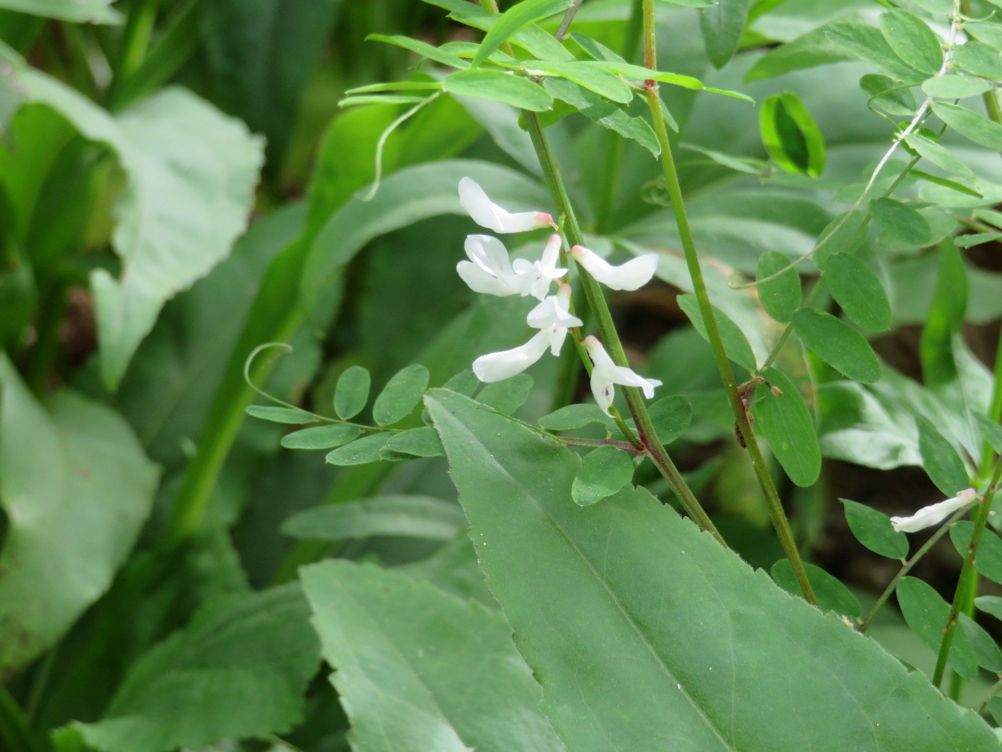 Goat's Rue (Tephrosia virginiana)
