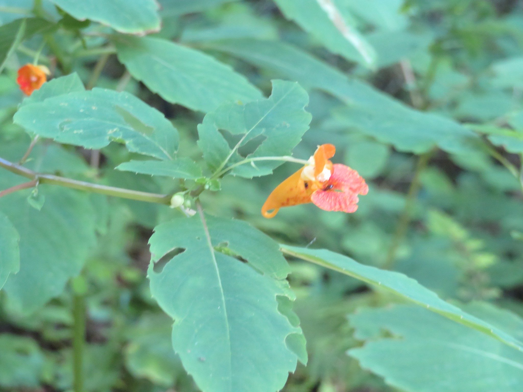 Spotted Jewelweed (Impatiens capensis)