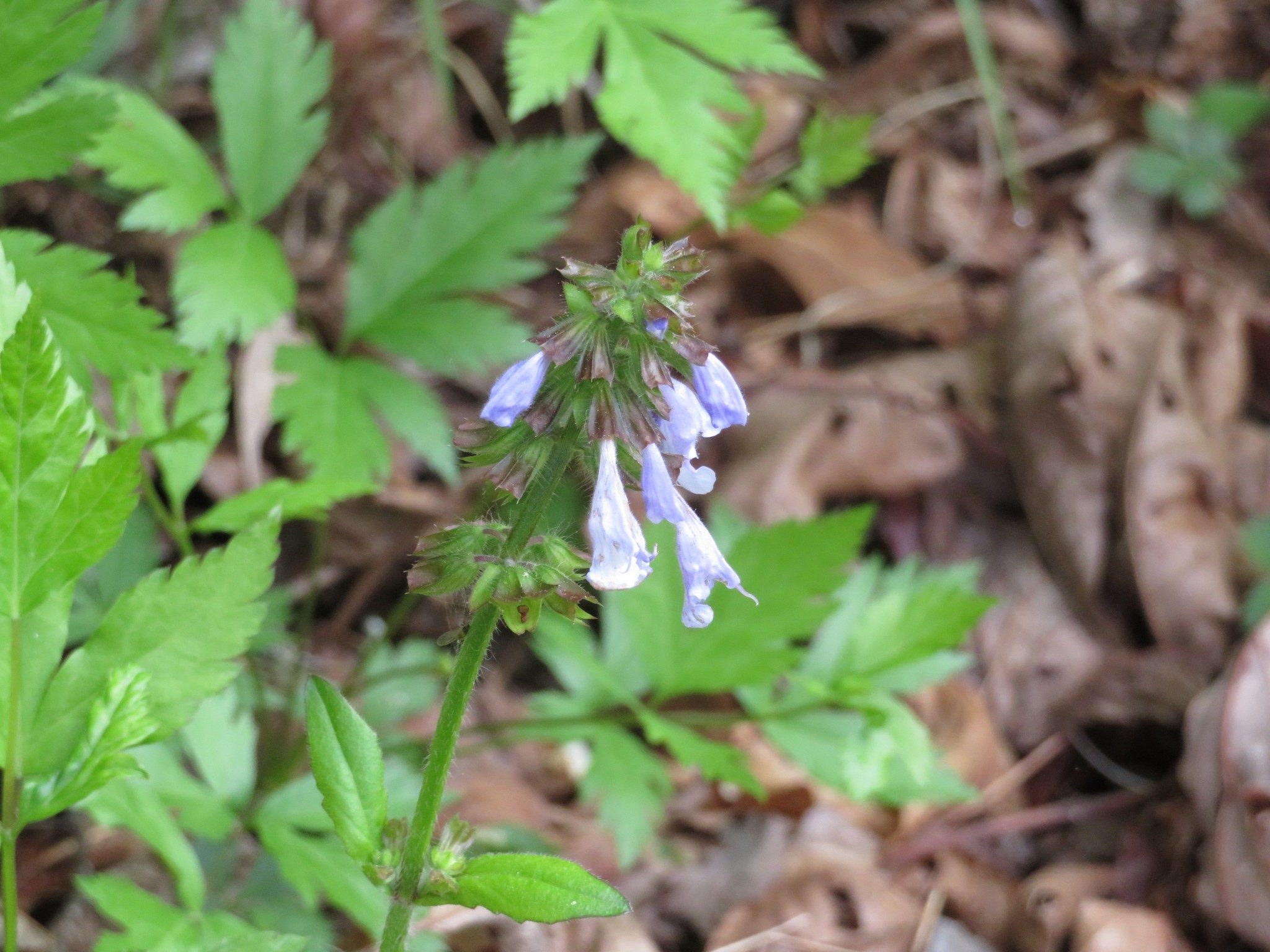 Lyre-leaved Sage (Salvia lyrata)
