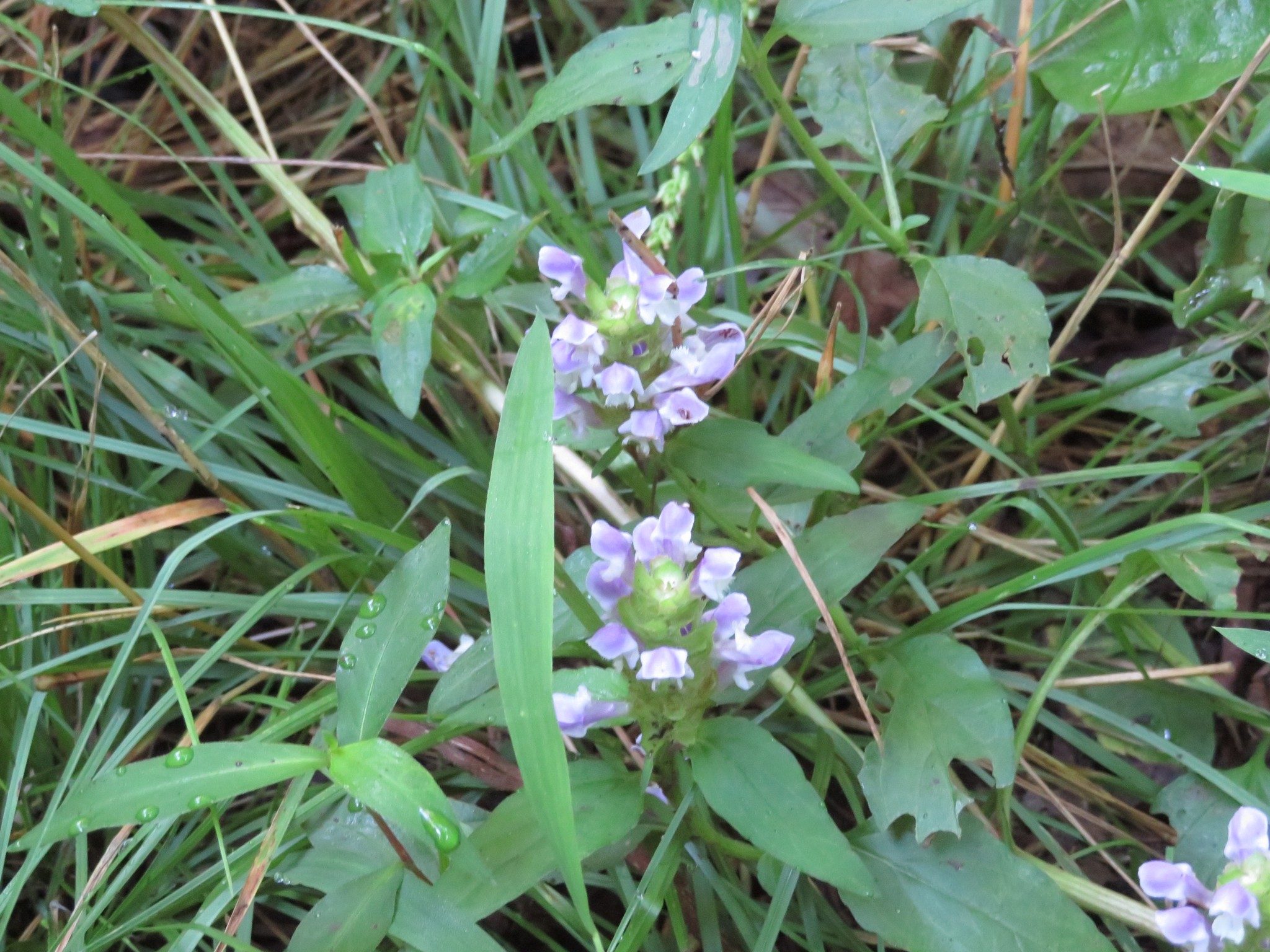 Heal-all (Prunella vulgaris)