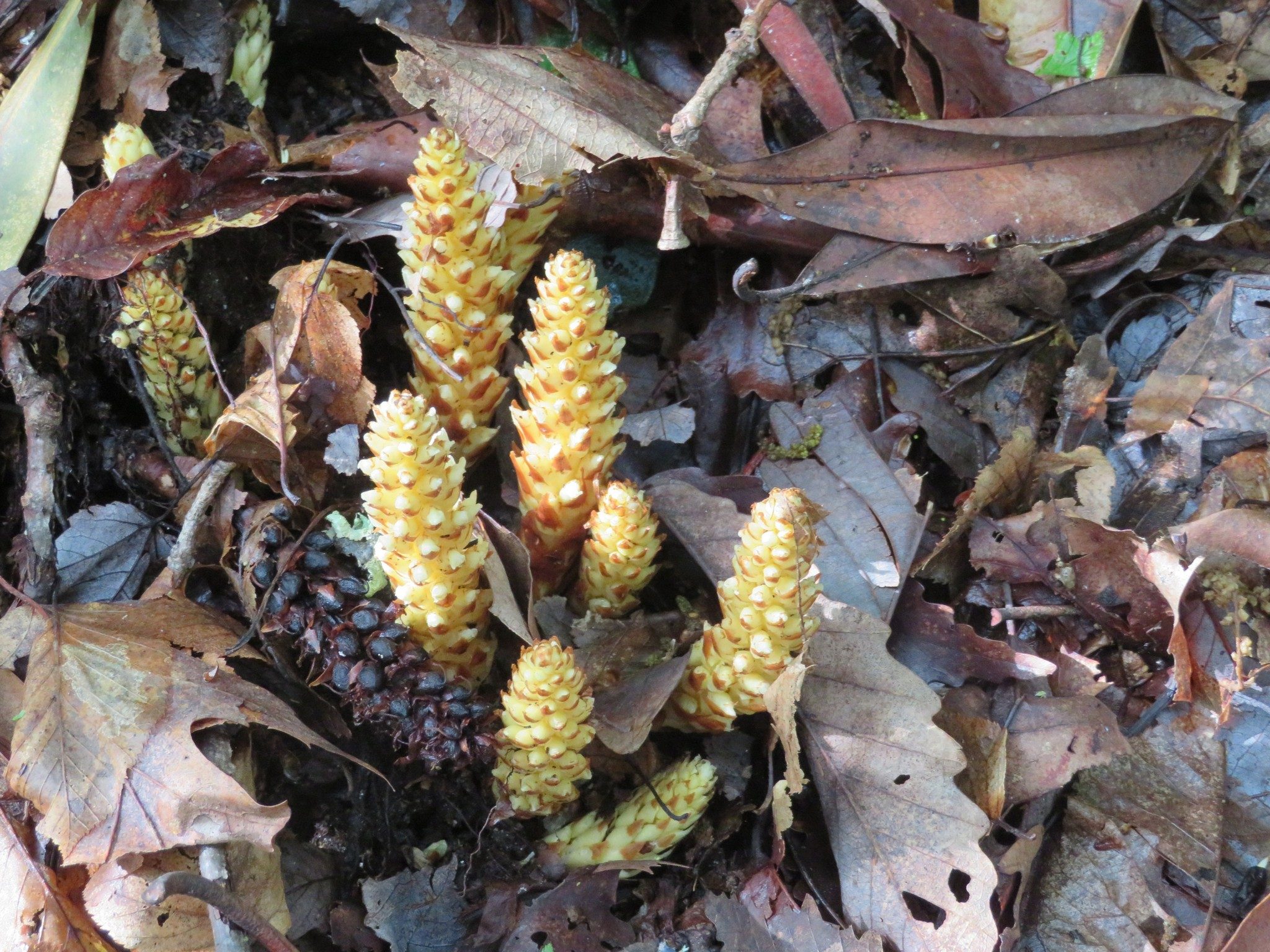 Squaw Root