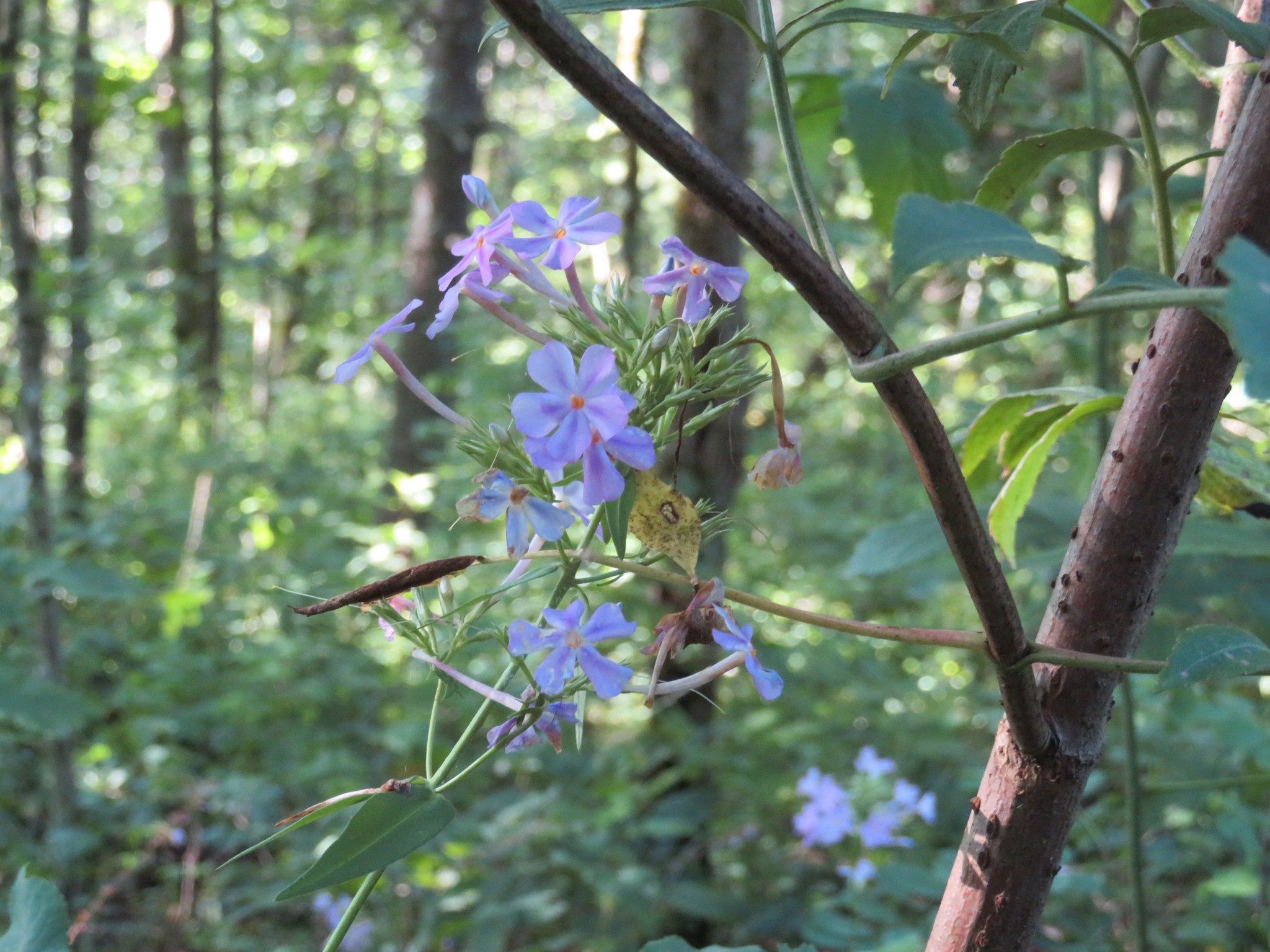 Woodland Phlox
