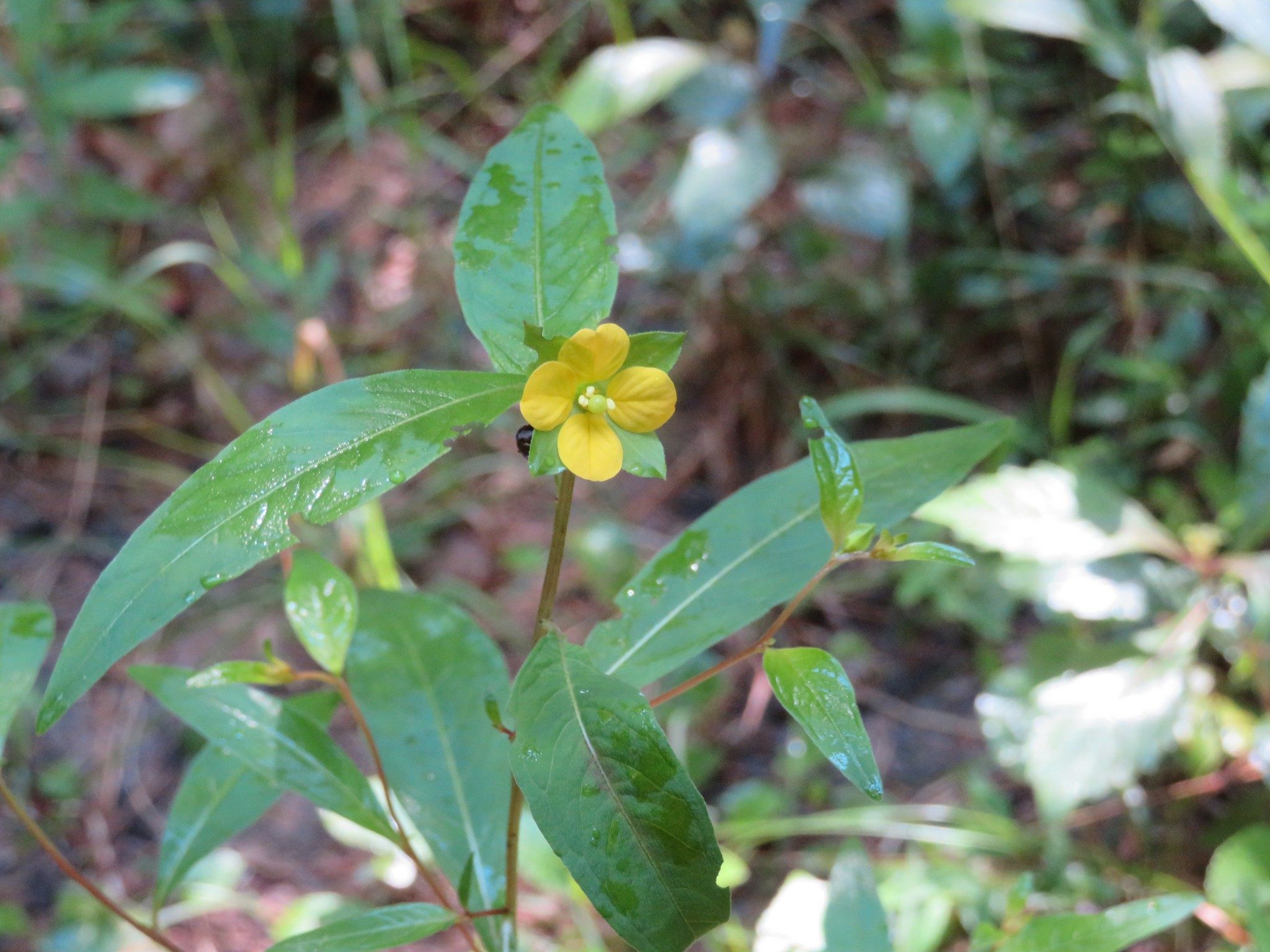 Unknown Wildflower