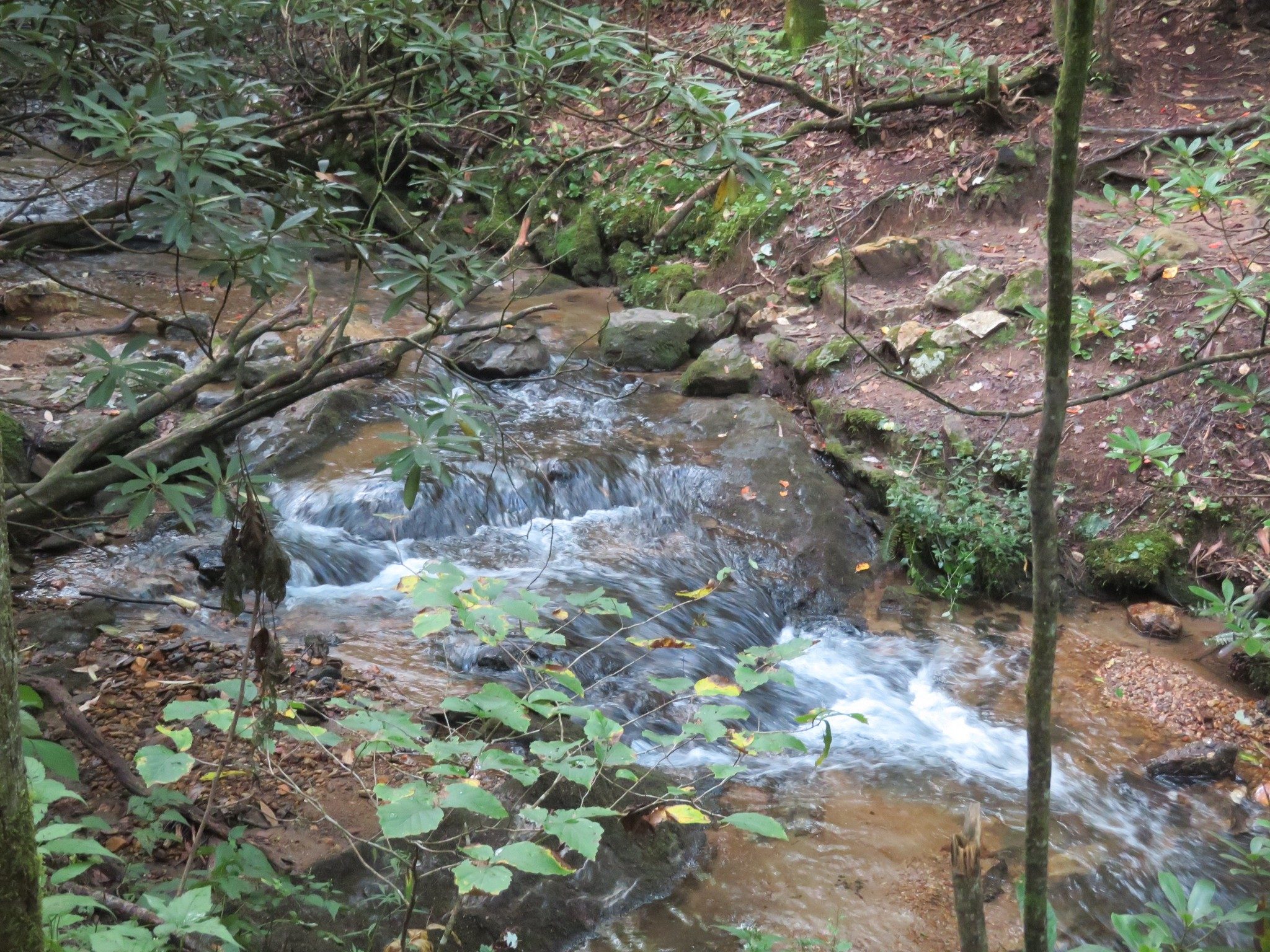 Blackwell Creek midway along the trail.