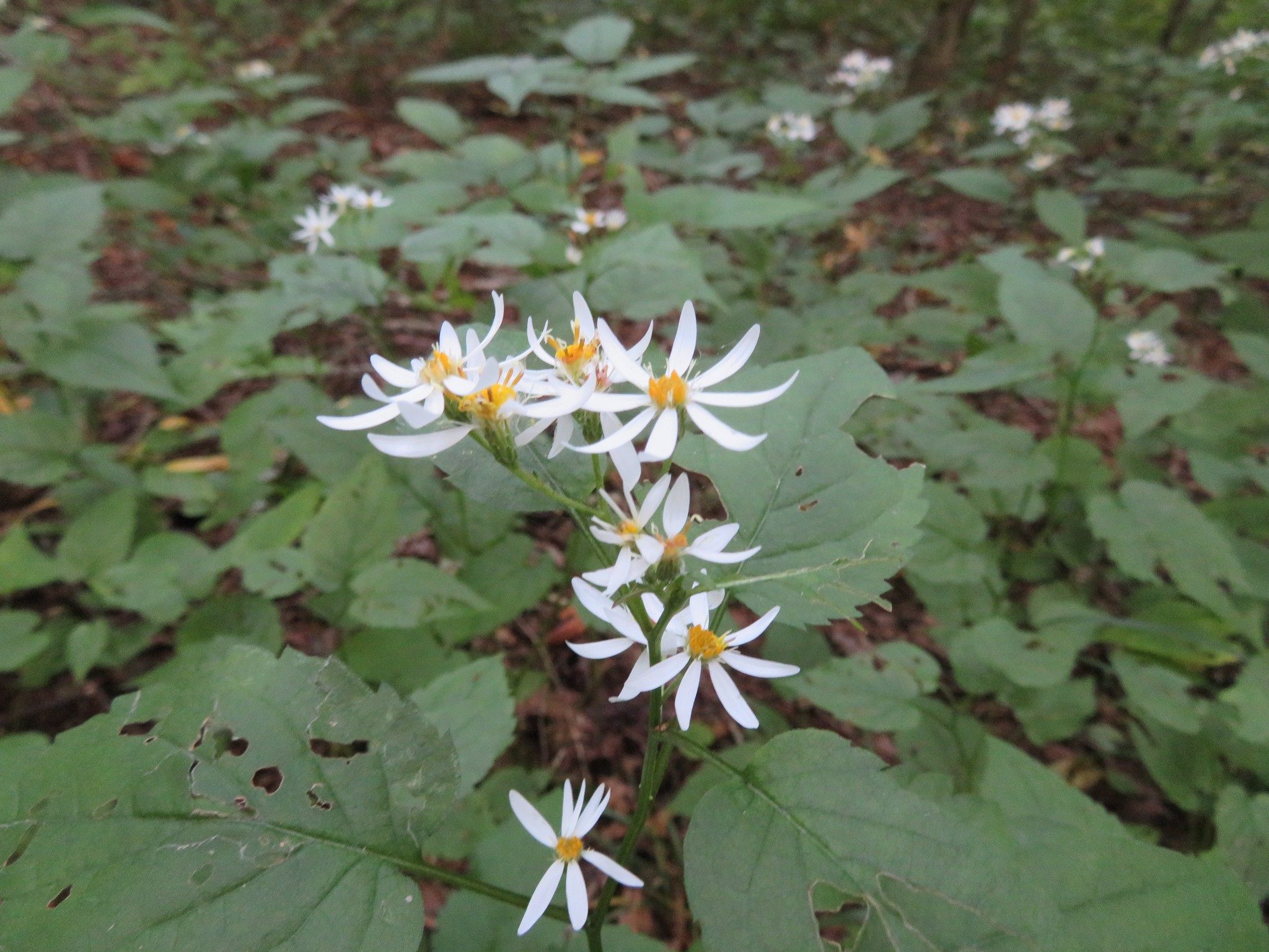White Wood Aster