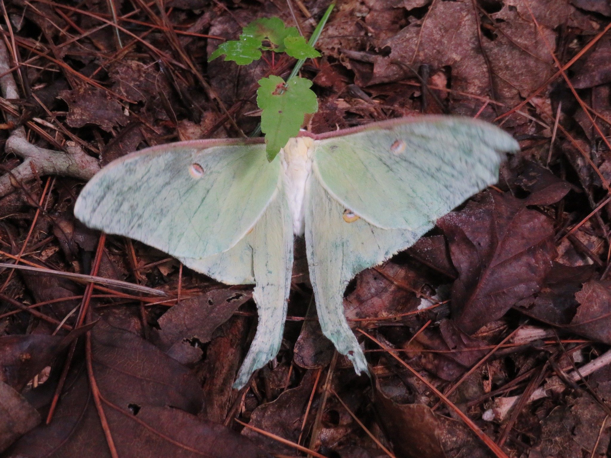 Lone Luna Moth on Ground along Laurel Ridge Trail