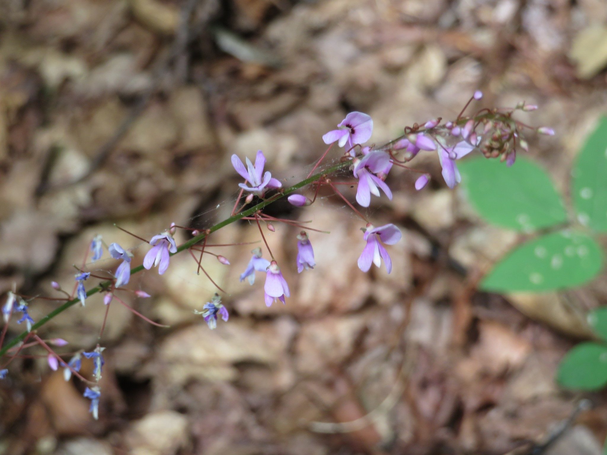 Tick Trefoil / Beggar Lice (Desmodium nudiflorum)