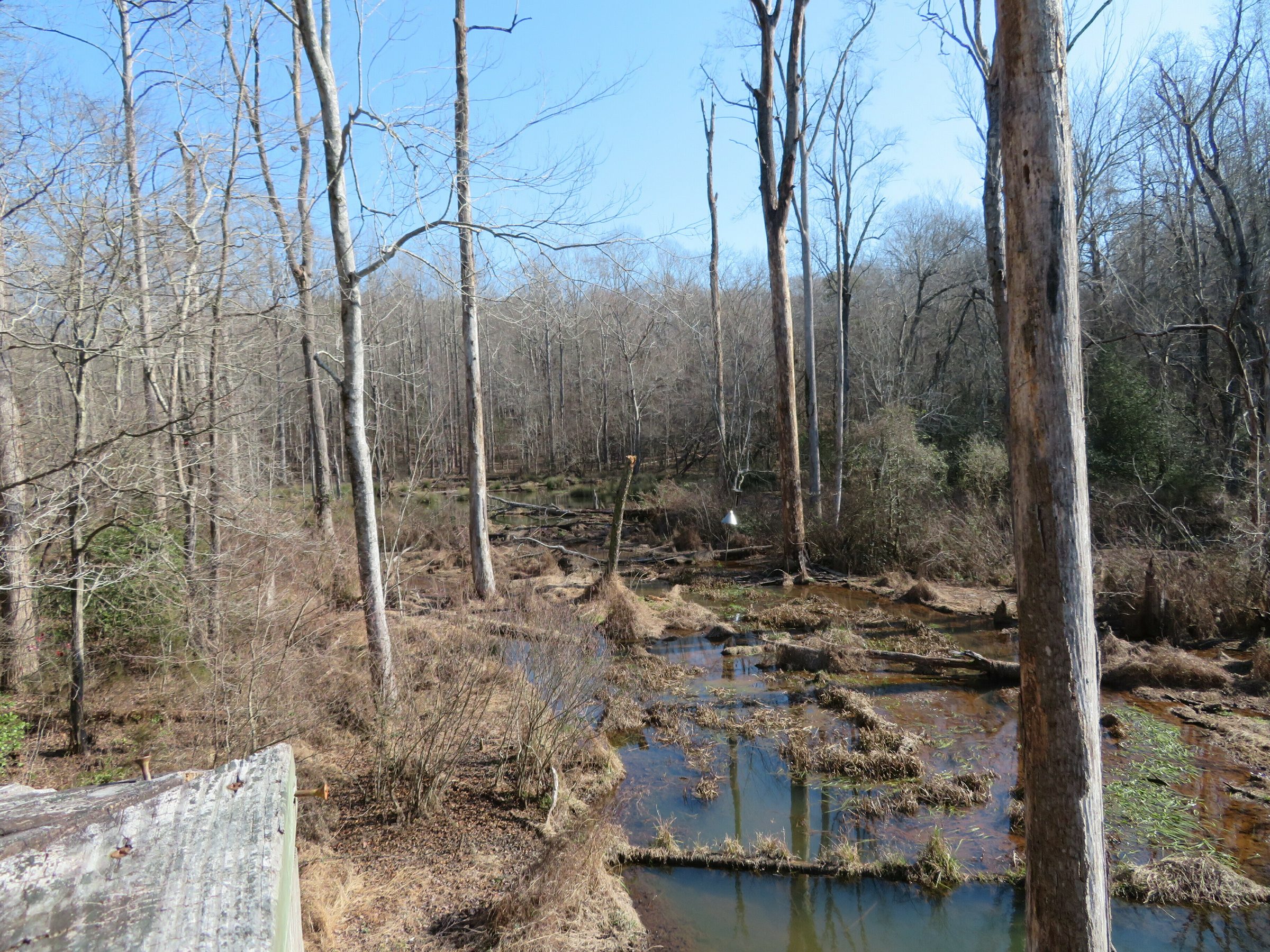 Beaver Dam scene