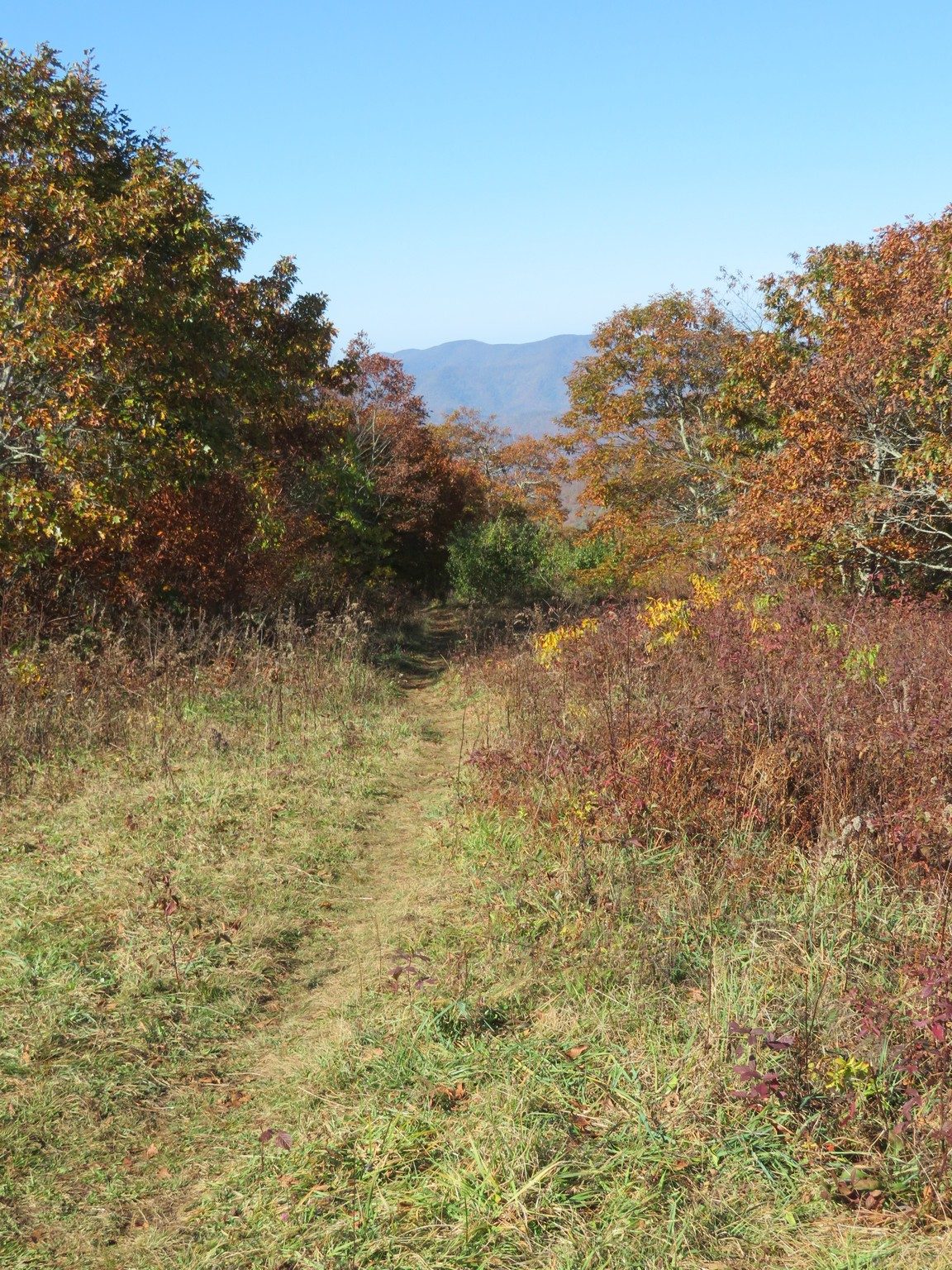 Trail down opposite side of Siler Bald